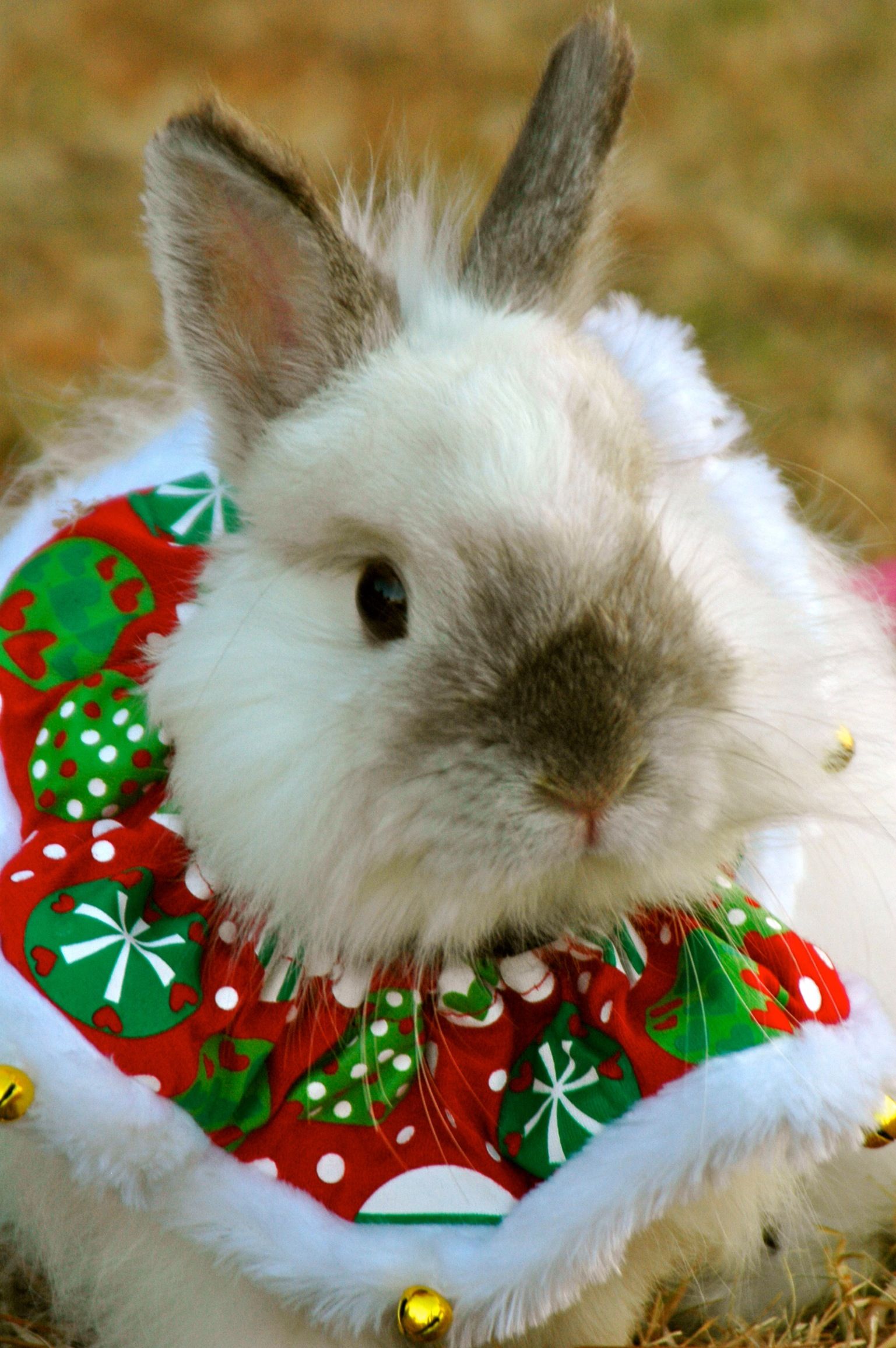 Christmas bunny :) | Nature | Pinterest | Christmas bunny, Bunny and ...