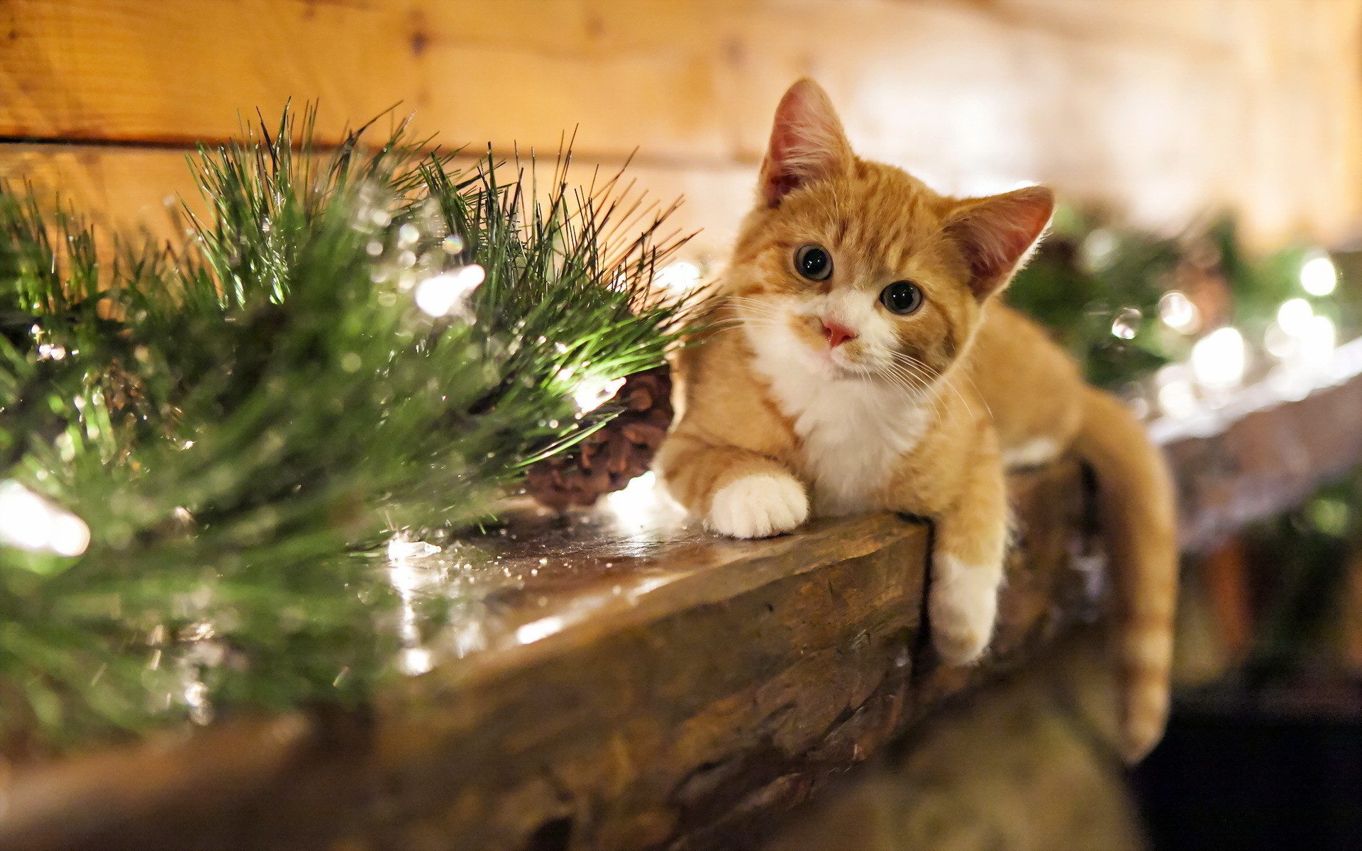 Christmas Cat Wallpaper ·①