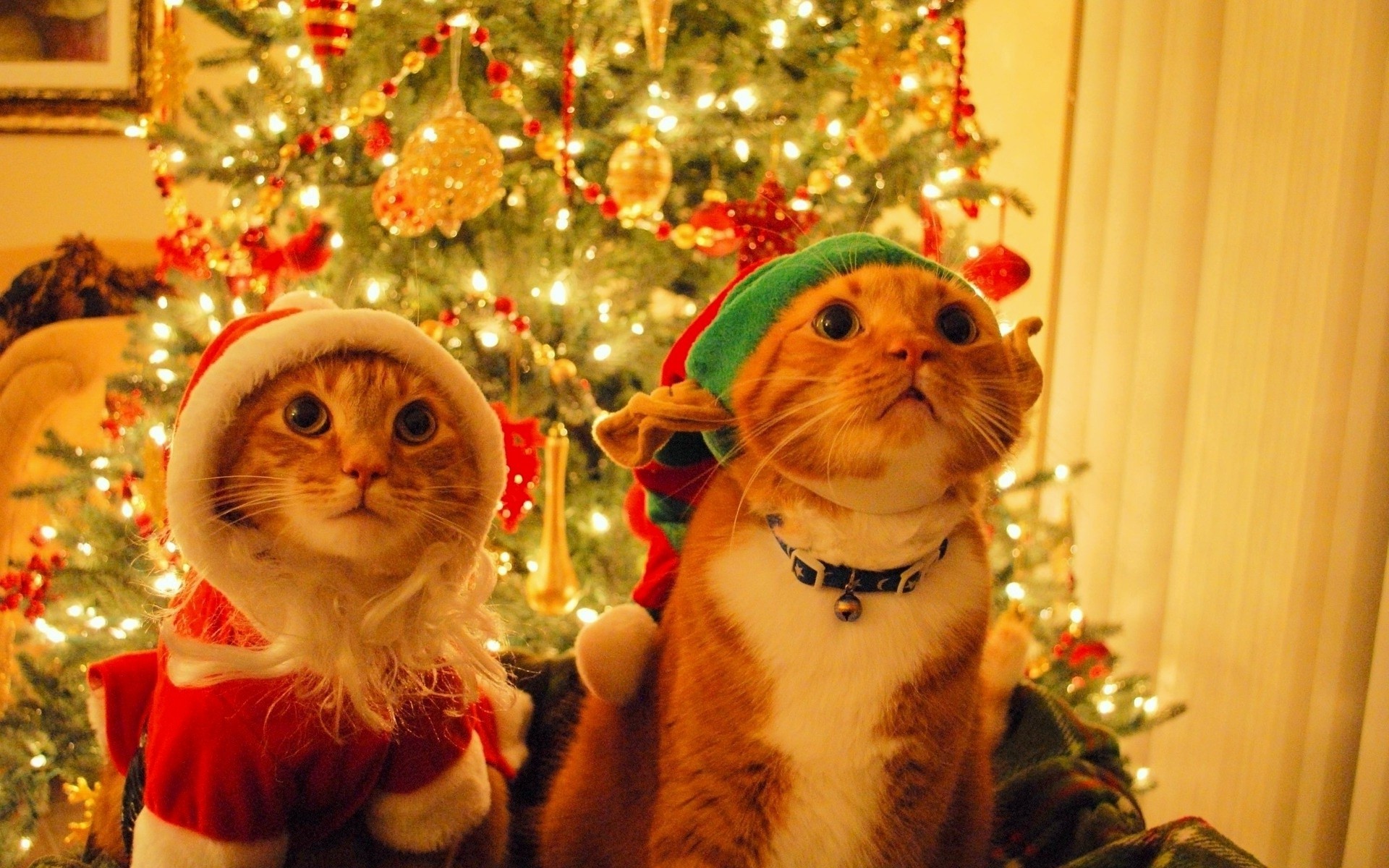 Gifts In Christmas For Cats That May Help To Make Christmas Exciting ...
