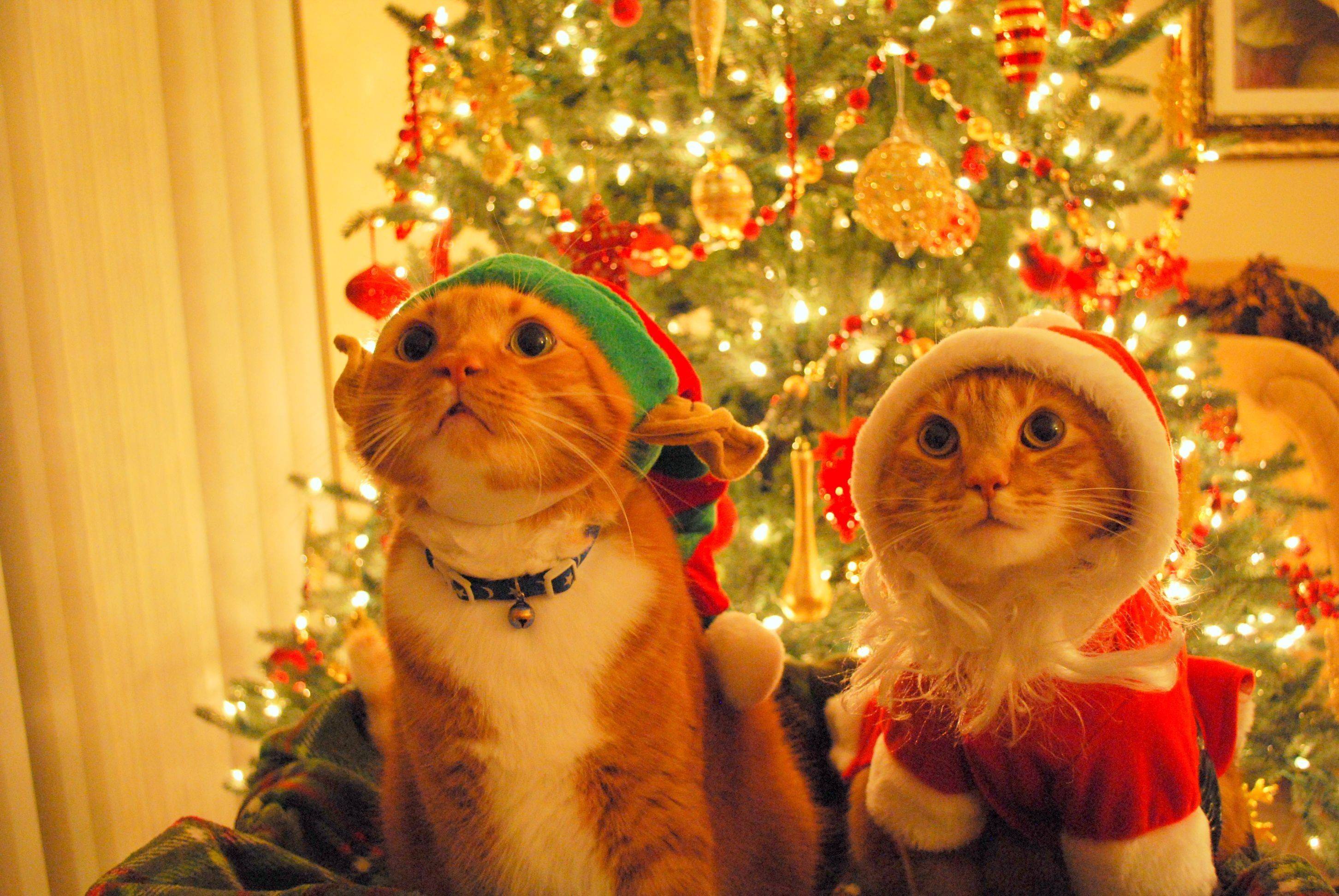 Christmas Cats - Imgur