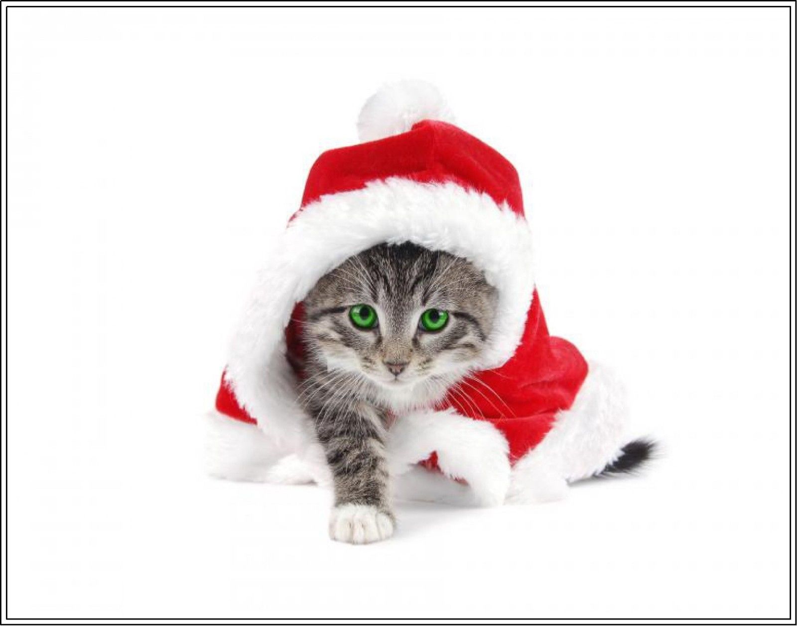 Pack Of 4 Kitten Cat Christmas Cats Greetings Stationery Notecards ...
