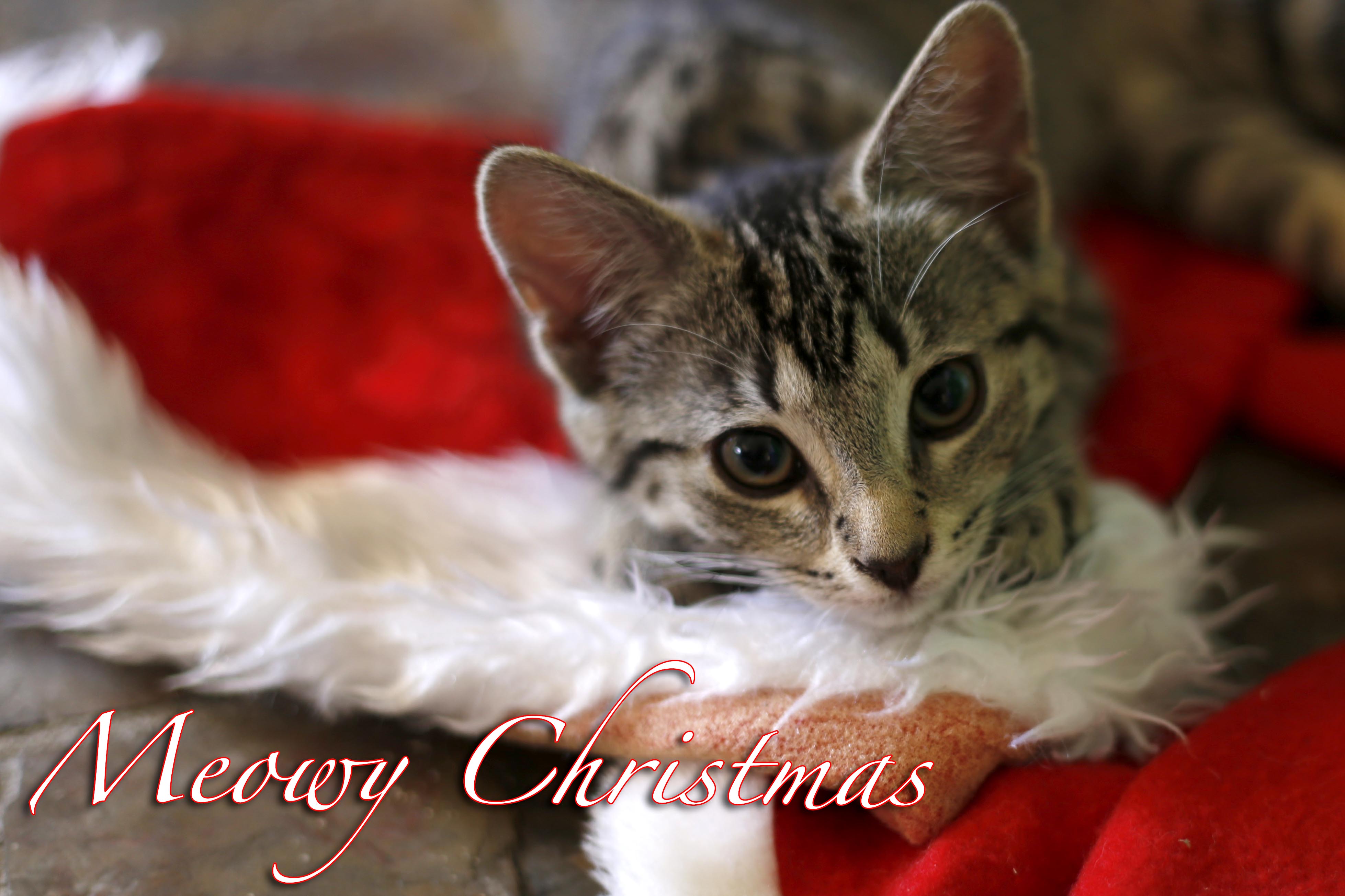 funny Christmas cat photos | Kai Chronicles