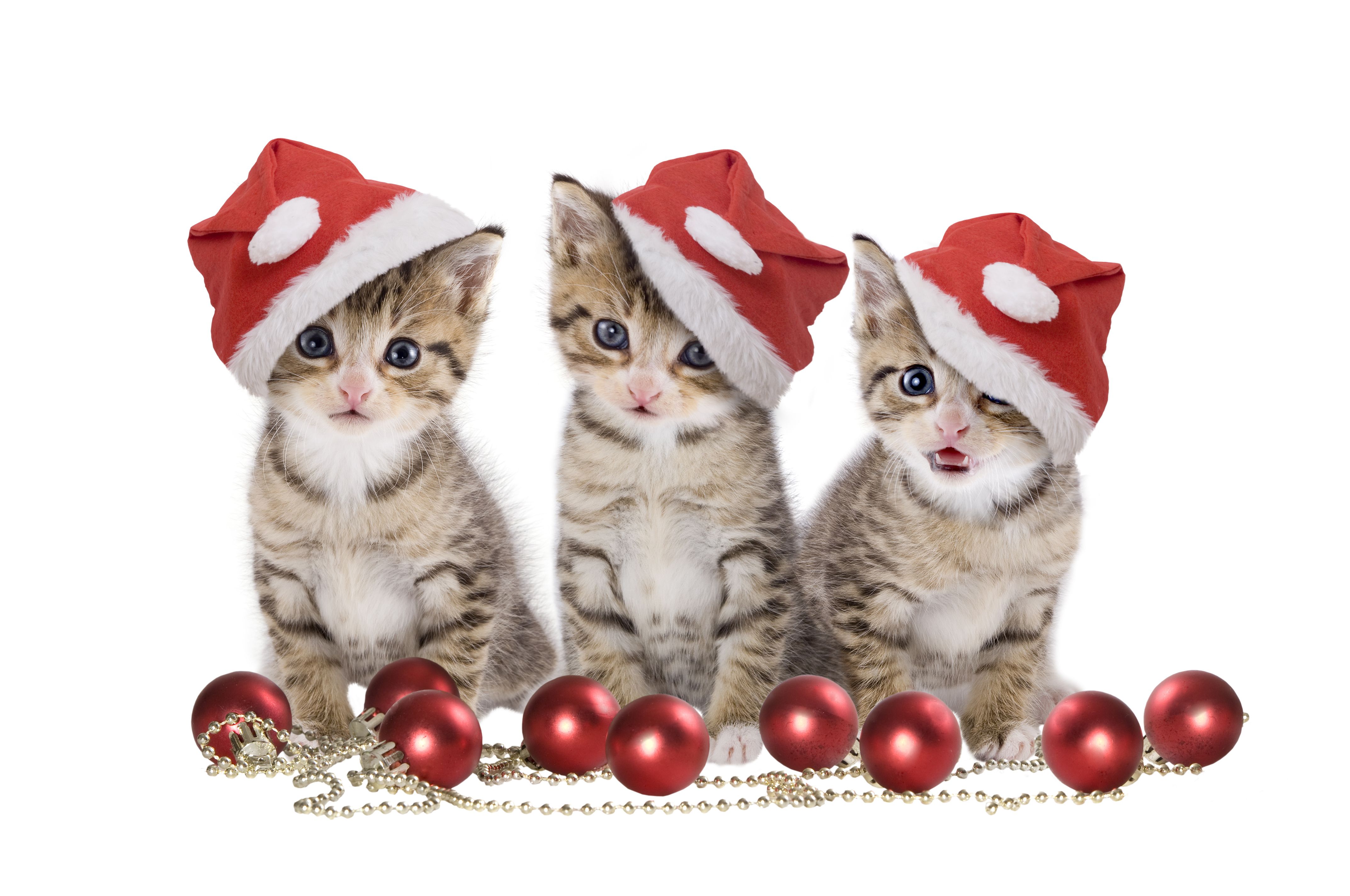 Xmas Stuff For > Merry Christmas Cats | Christmas Kitties ...