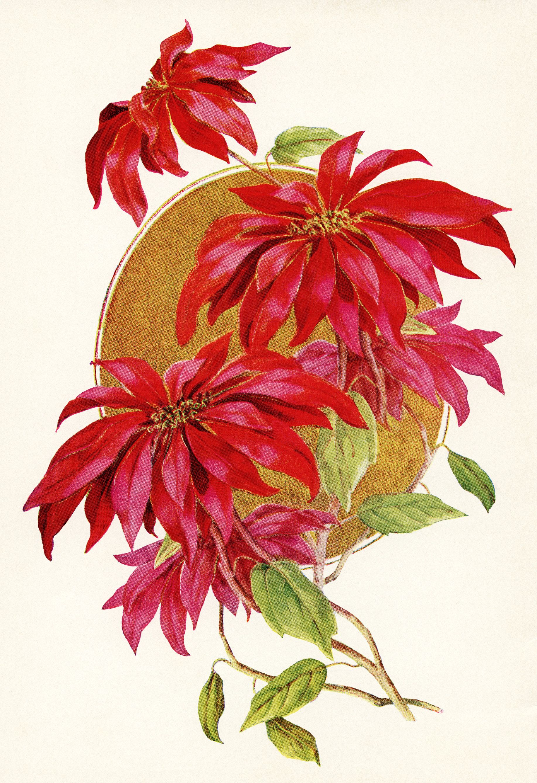 Christmas flower illustration, poinsettia clip art, vintage floral ...