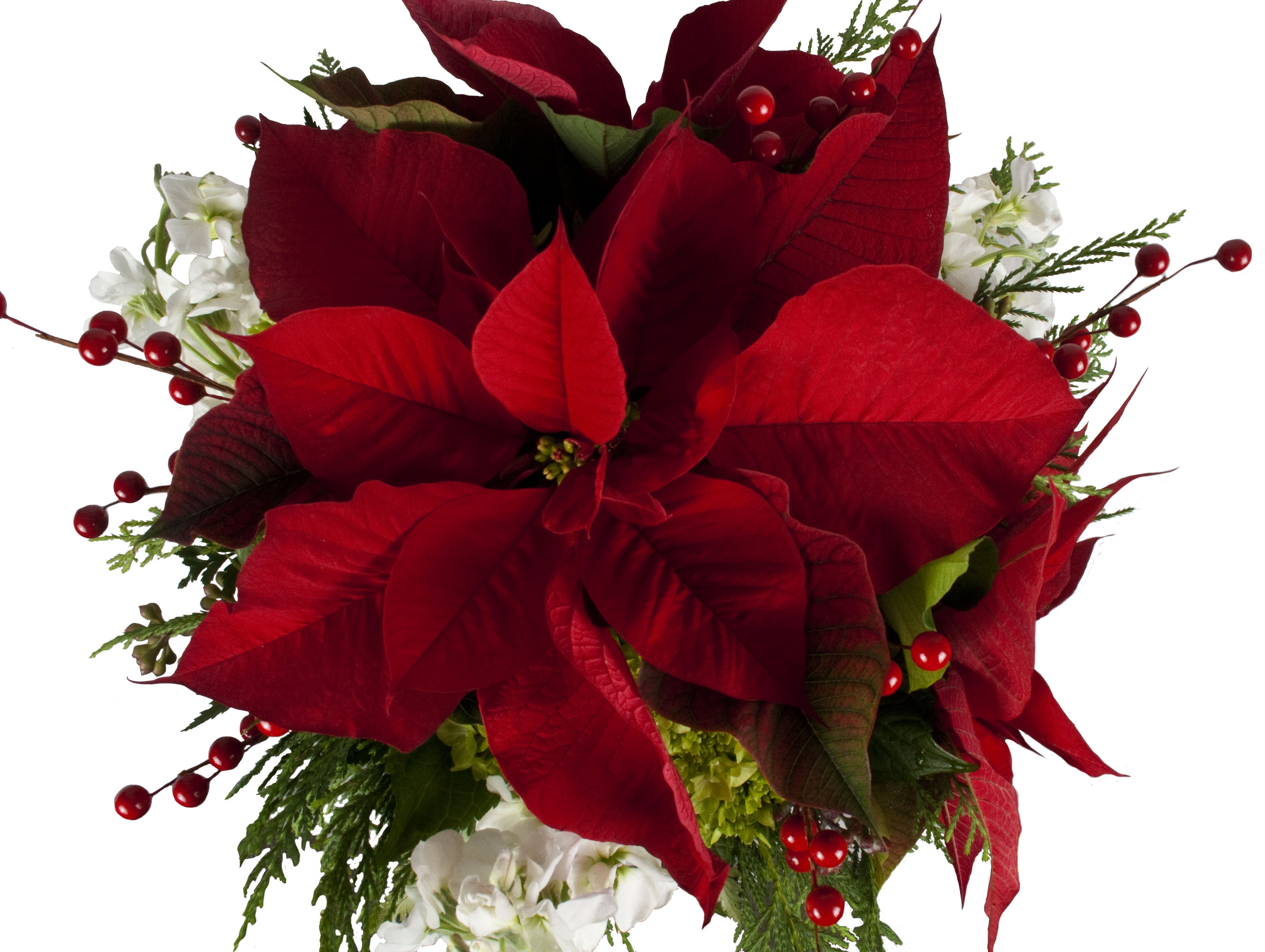 Poinsettia: {The Christmas Flower} - Freytags Florist