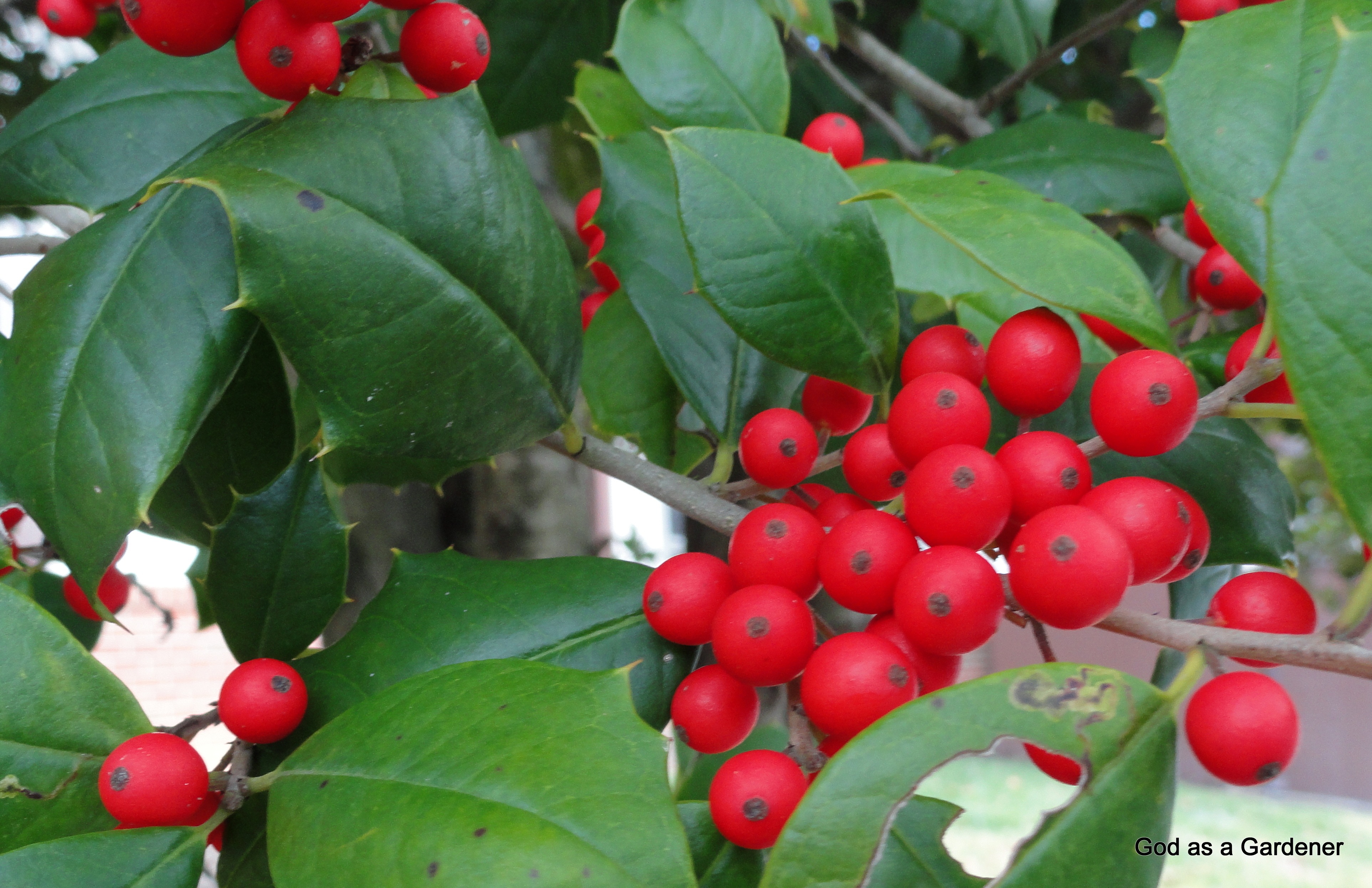 Christmas Holly = Holy | God as a Gardener