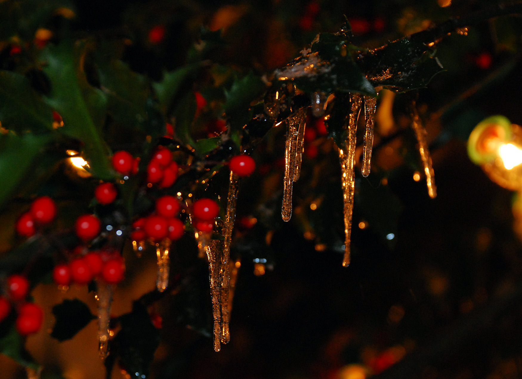 Christmas holly and ice photo