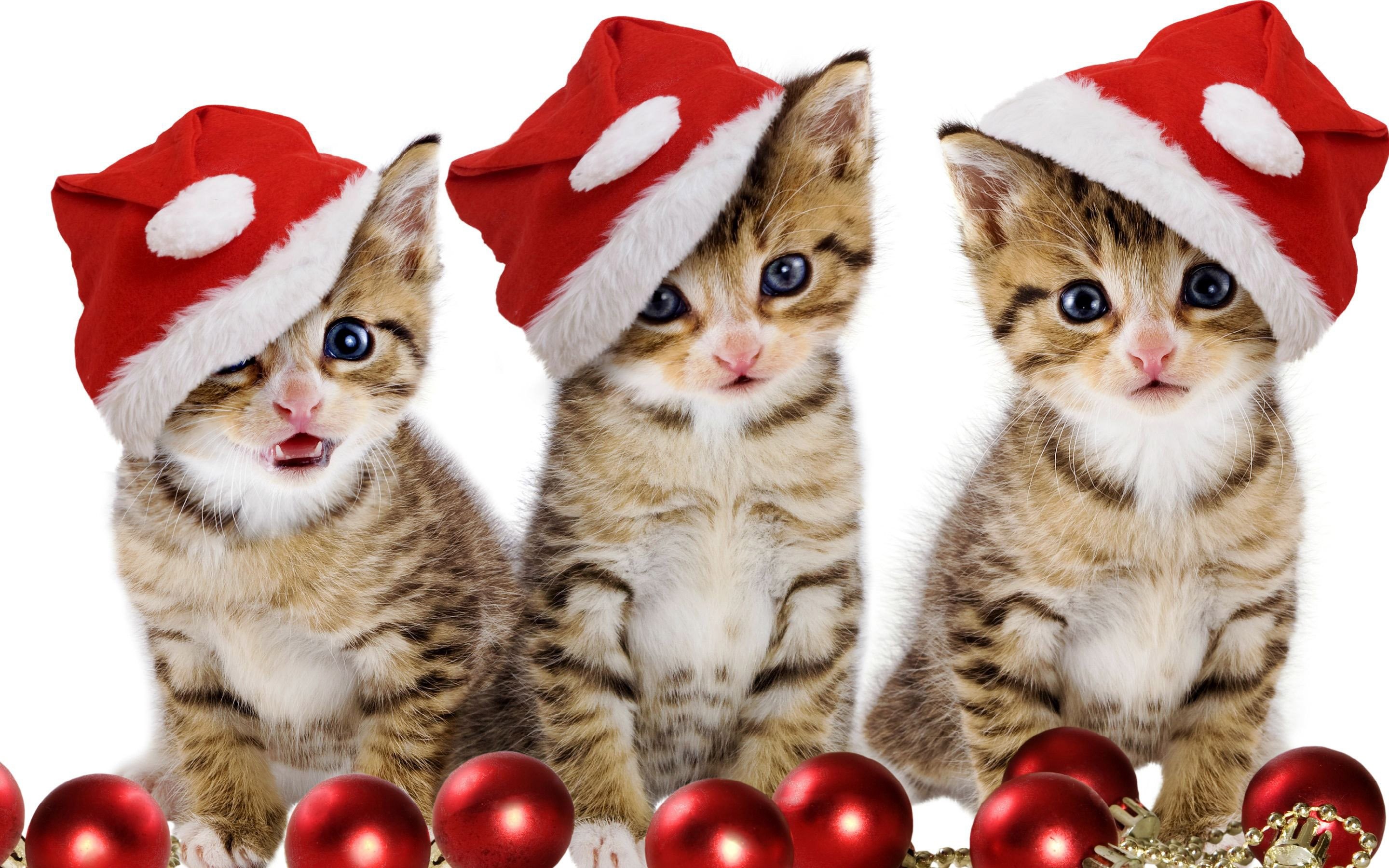 Christmas Kittens Wallpaper (59+ images)