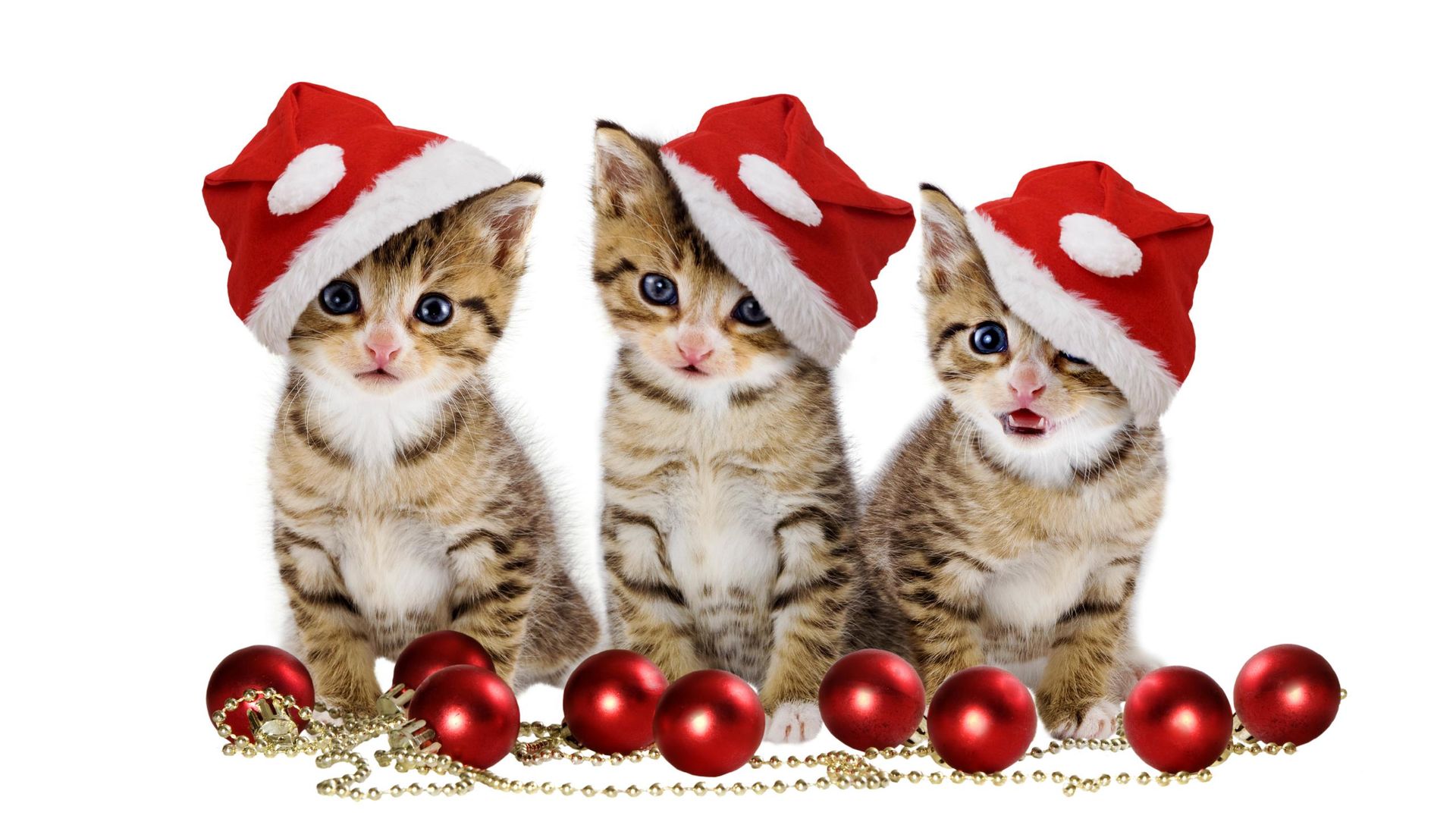 Christmas Kittens with Santa Hat Wallpaper - Wallpaper Stream