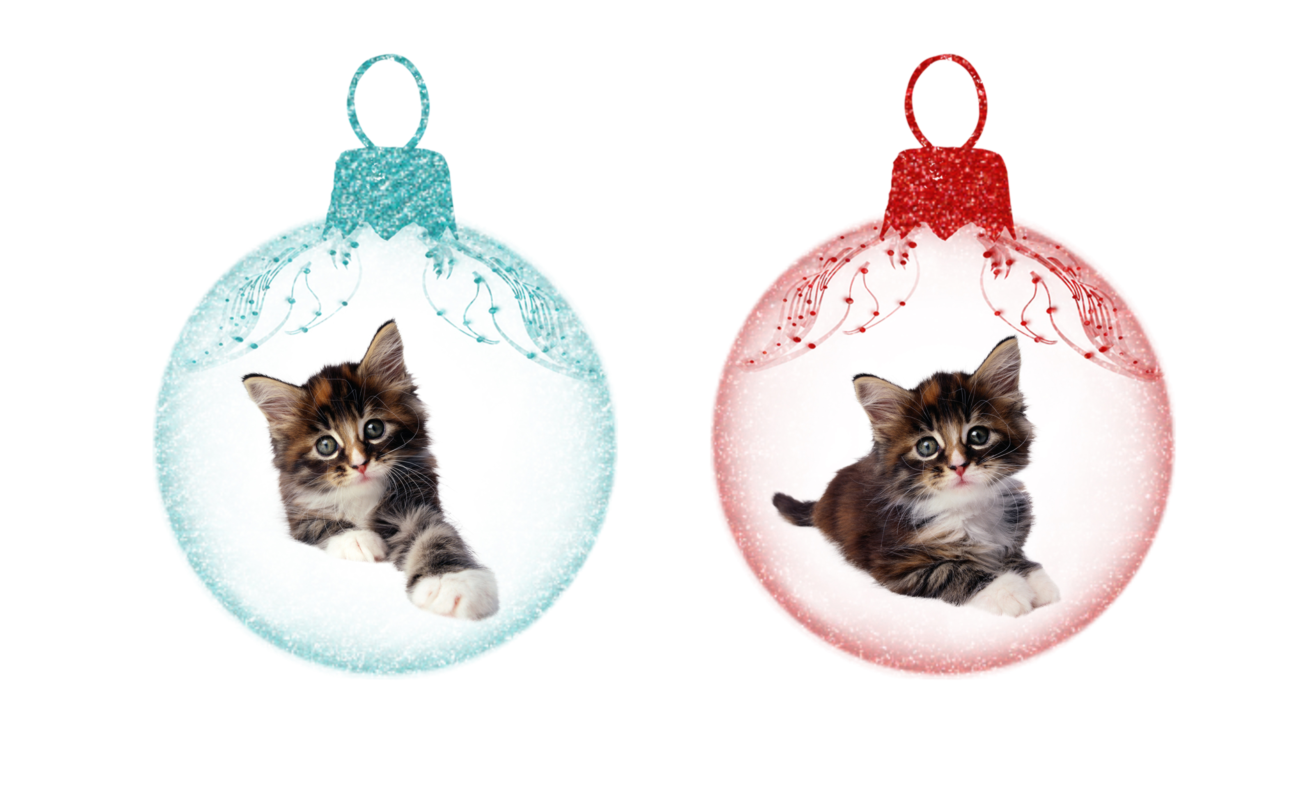 Christmas Kittens, Christmas, Cute, Holiday, Kittens, HQ Photo