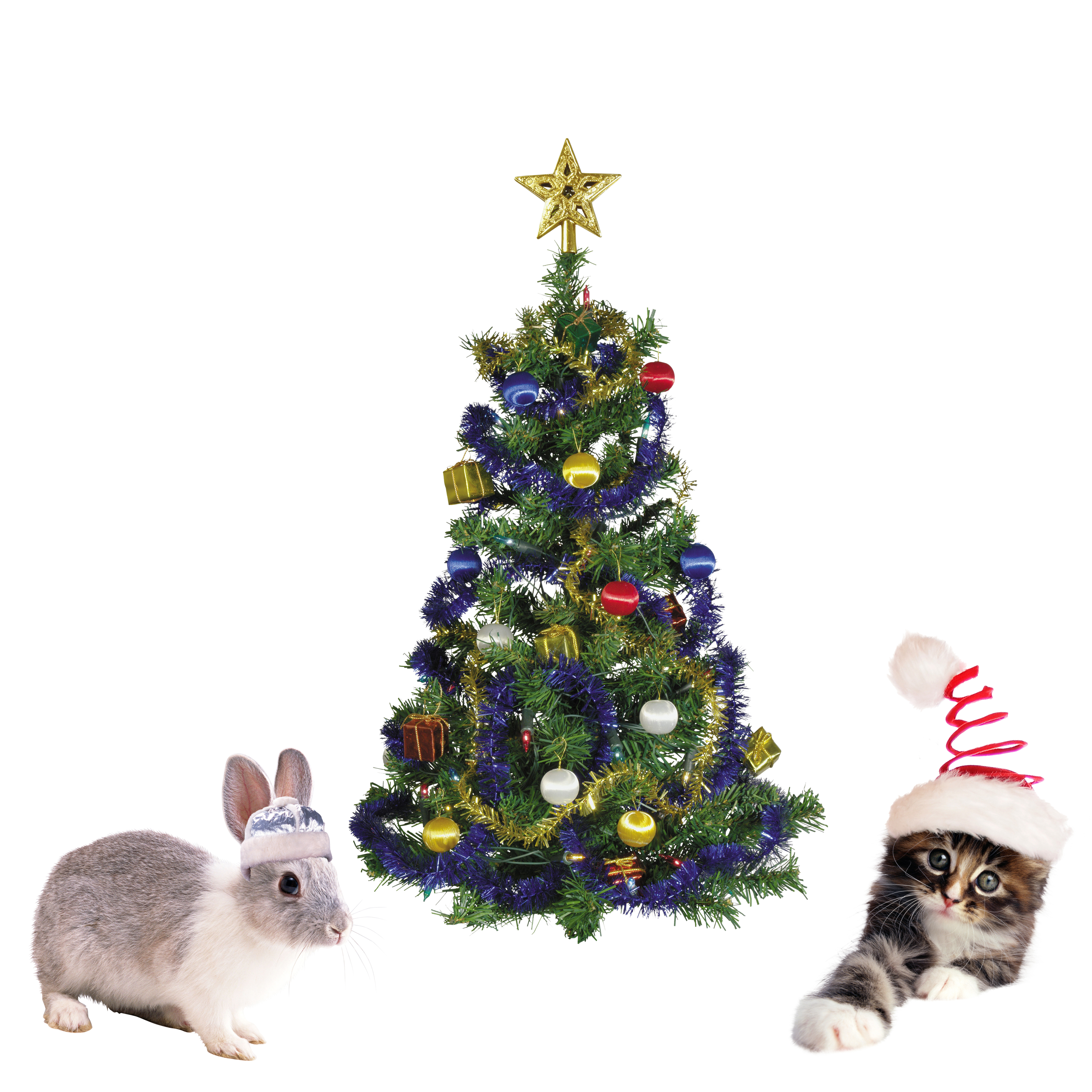 Christmas Pets, Bunny, Christmas, Kitten, Pets, HQ Photo
