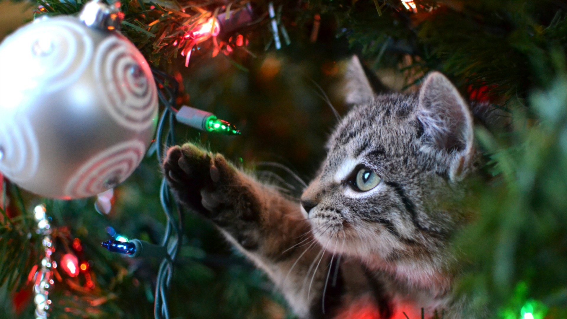 Keep your Christmas tree upright and gorgeous, even with pets in the ...