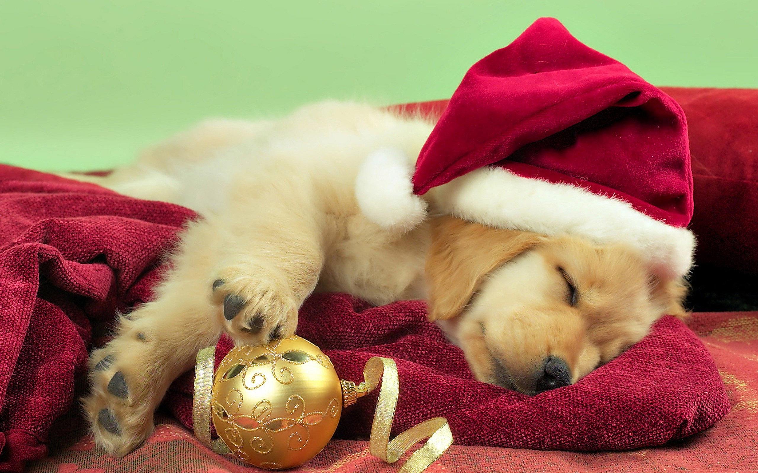 Is Christmas the Best Time for a New Dog?