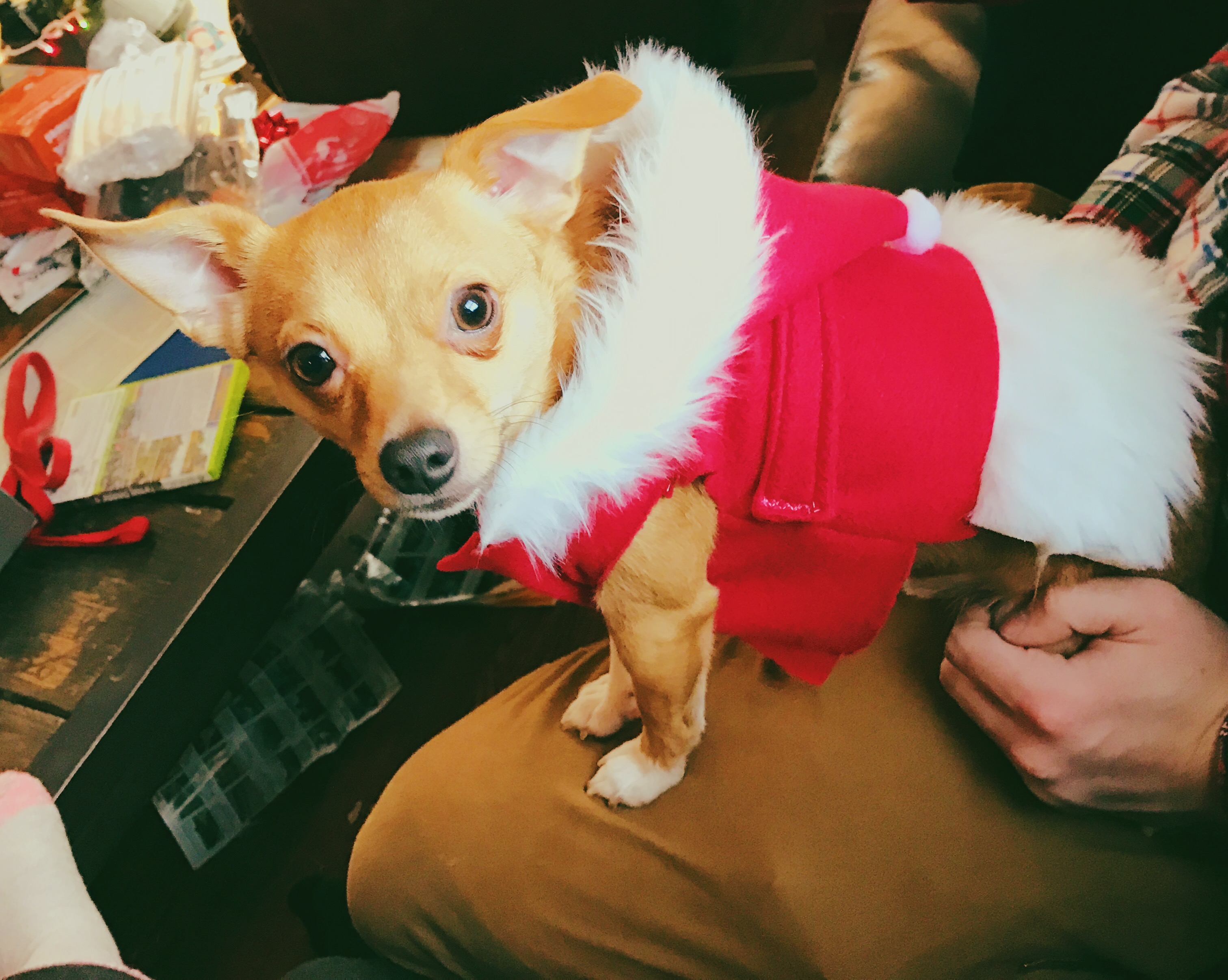 Christmas Pup - Album on Imgur