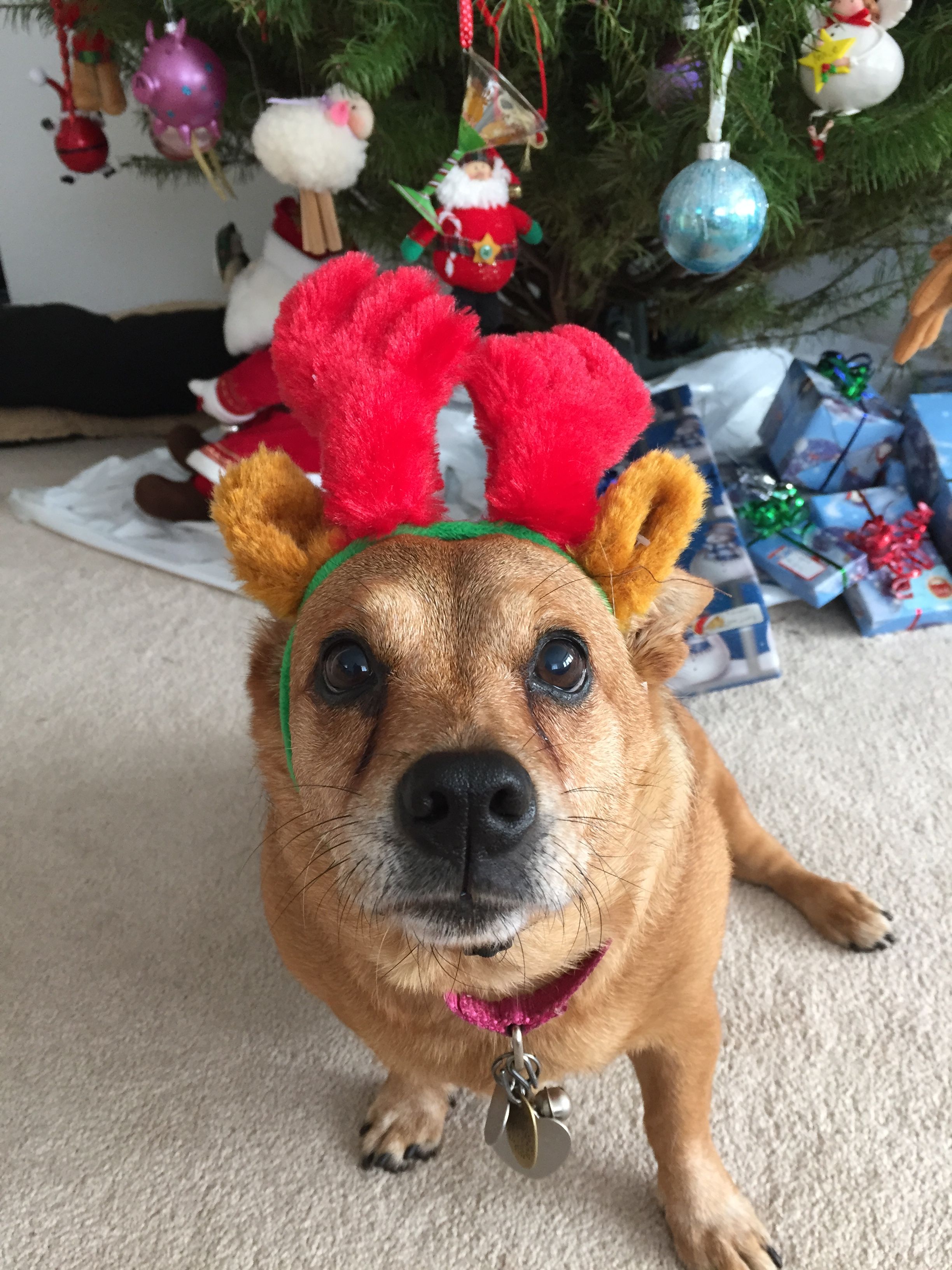Christmas pup | Christmas Cuties | Pinterest | Pup, Dog and Cat