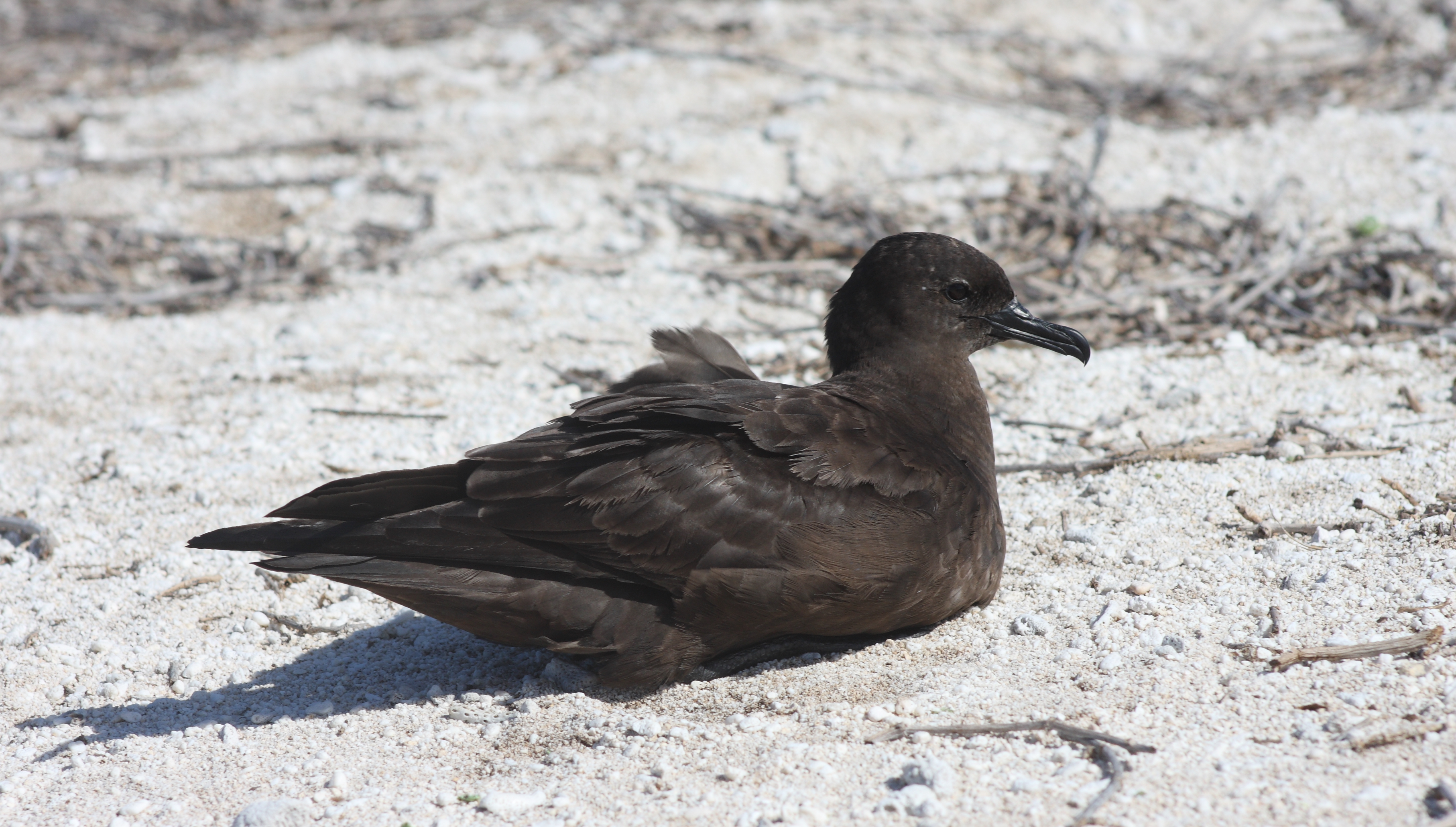 Christmas Island shearwater | New Zealand Birds Online