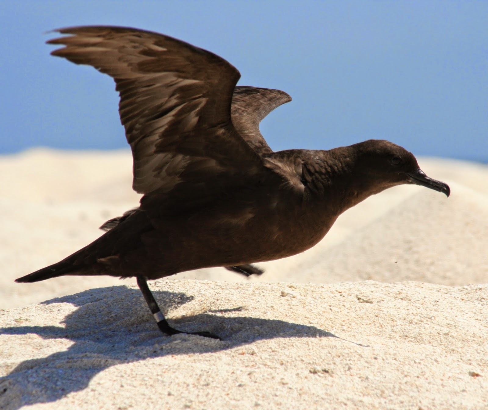 Birds of the World: Christmas shearwater