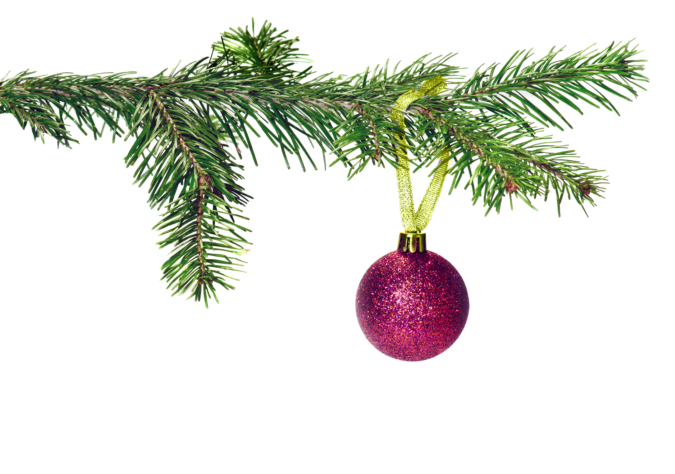 Free photo: Christmas tree branch - Branches, Christmas, Christmastree - Free Download - Jooinn