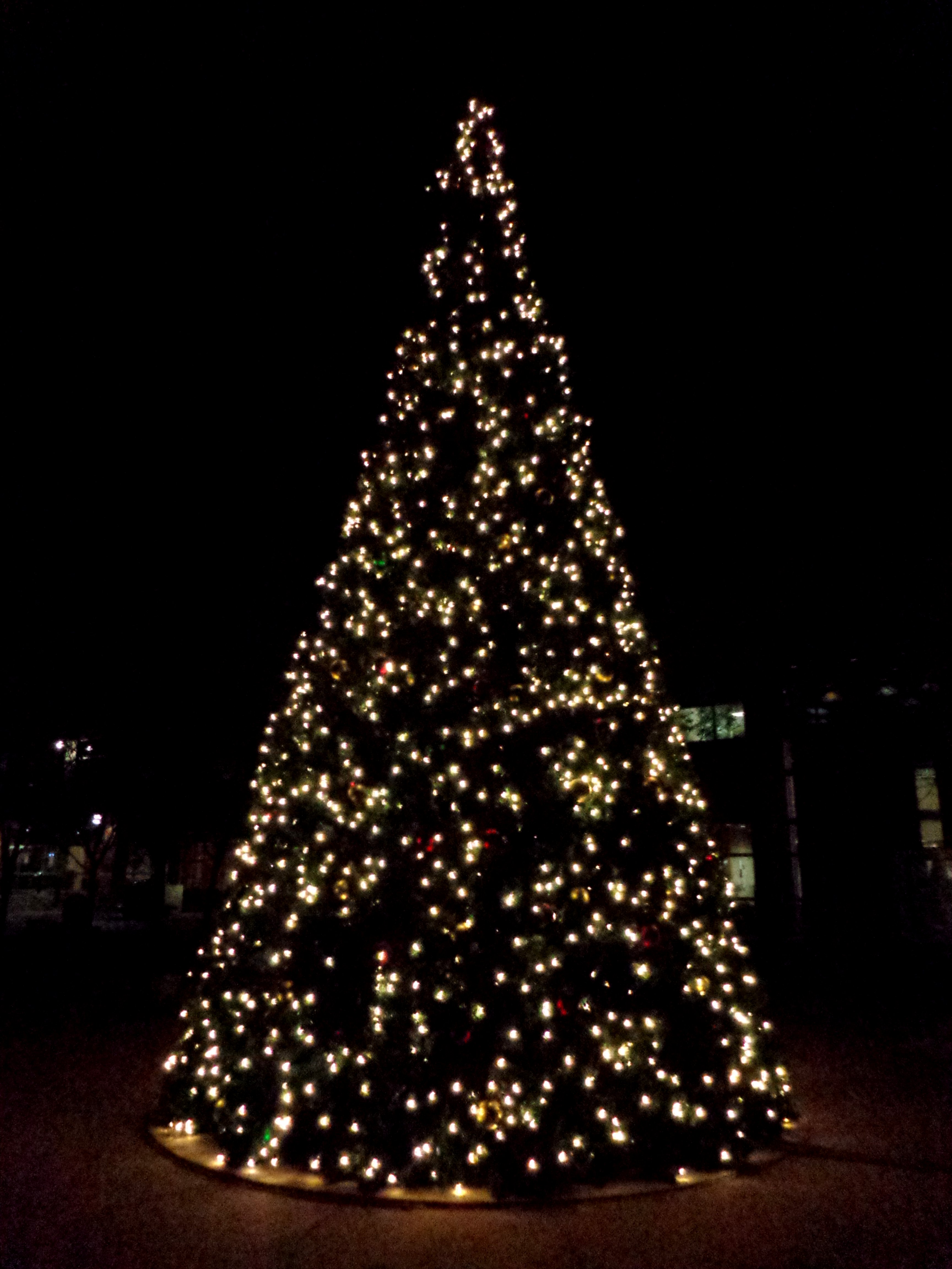 Christmas tree lights photo