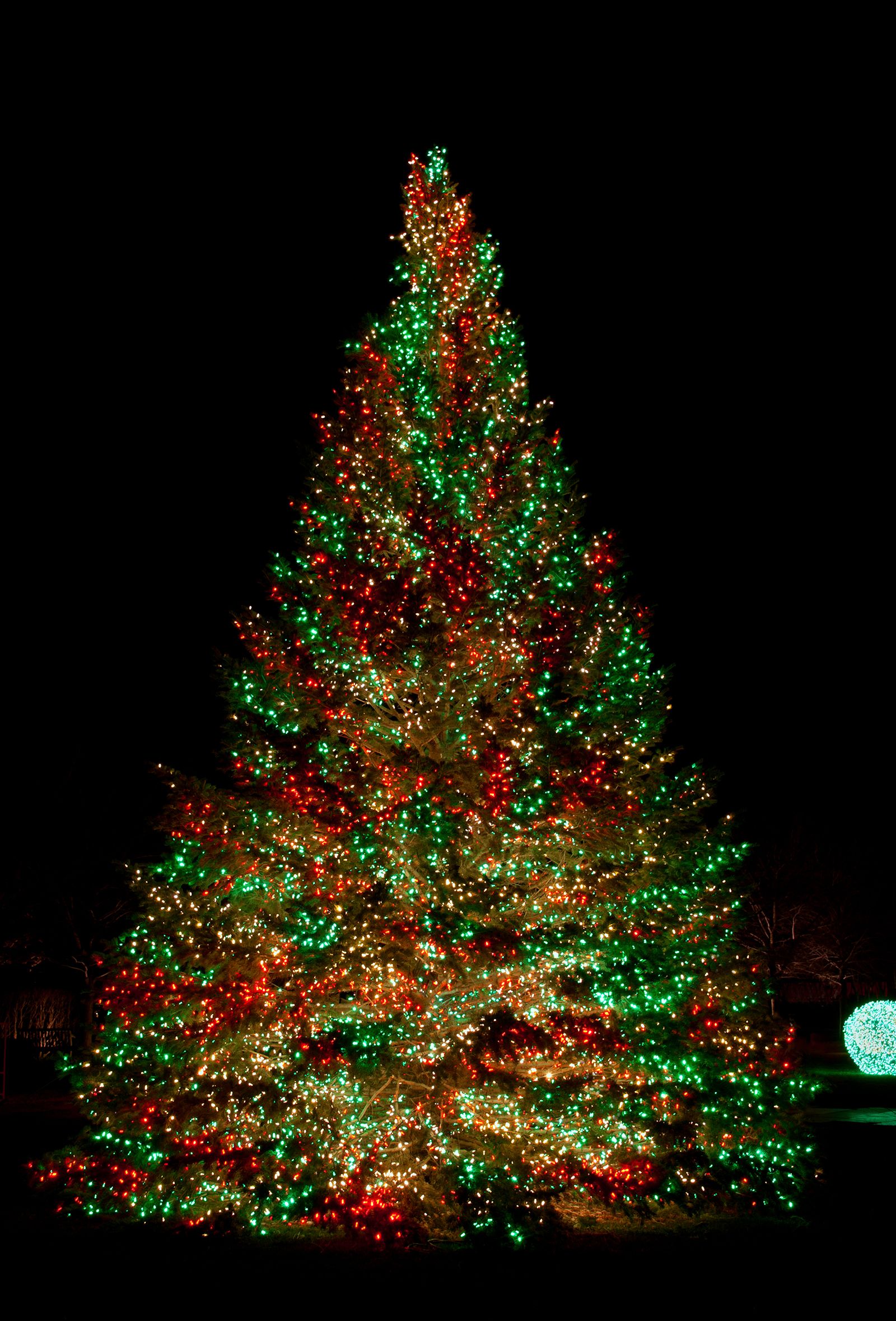 Christmas Tree Lights | Primo Lights Announces Soaring Demand for ...