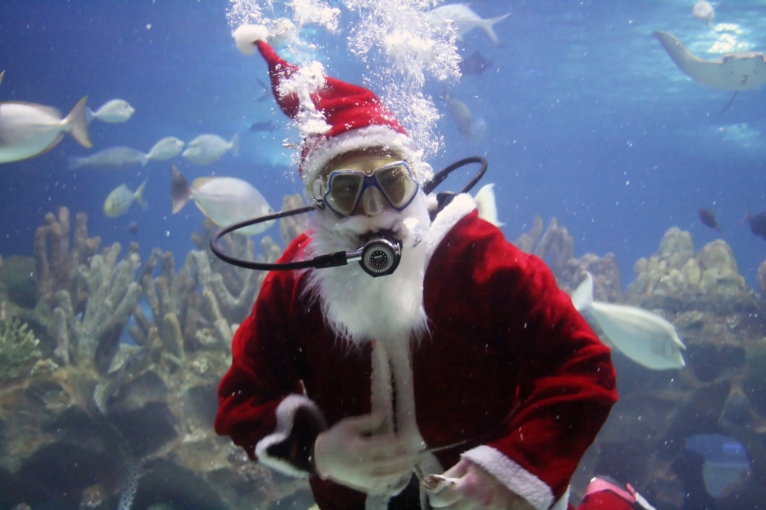 Five Dive-Related Christmas Gifts to Start Saving For – DeeperBlue.com