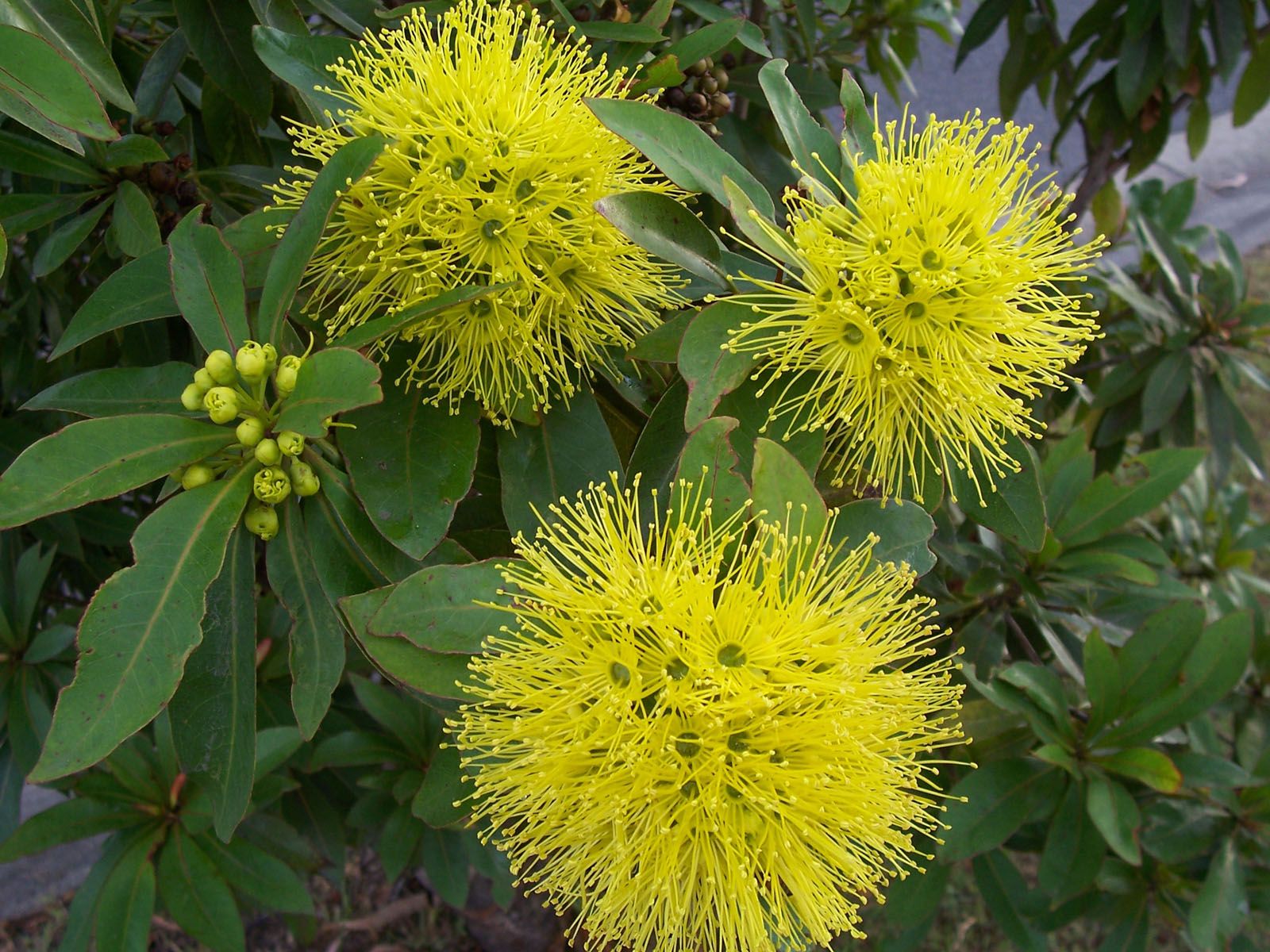 Golden Penda (Xanthostemon chrysanthus) is a species of trees found ...
