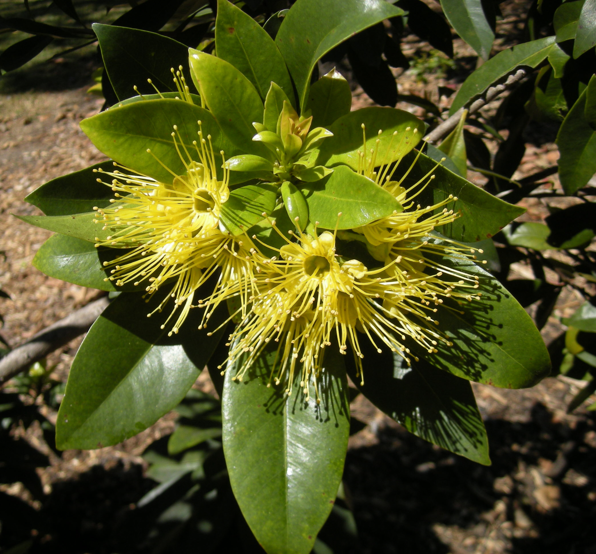 File:Xanthostemon chrysanthus.jpg - Wikimedia Commons