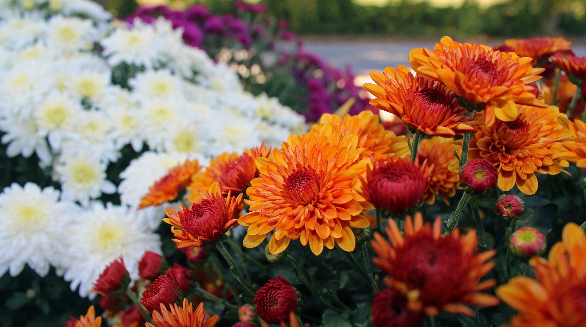 Chrysanthemums: When to Plant Mums | The Old Farmer's Almanac