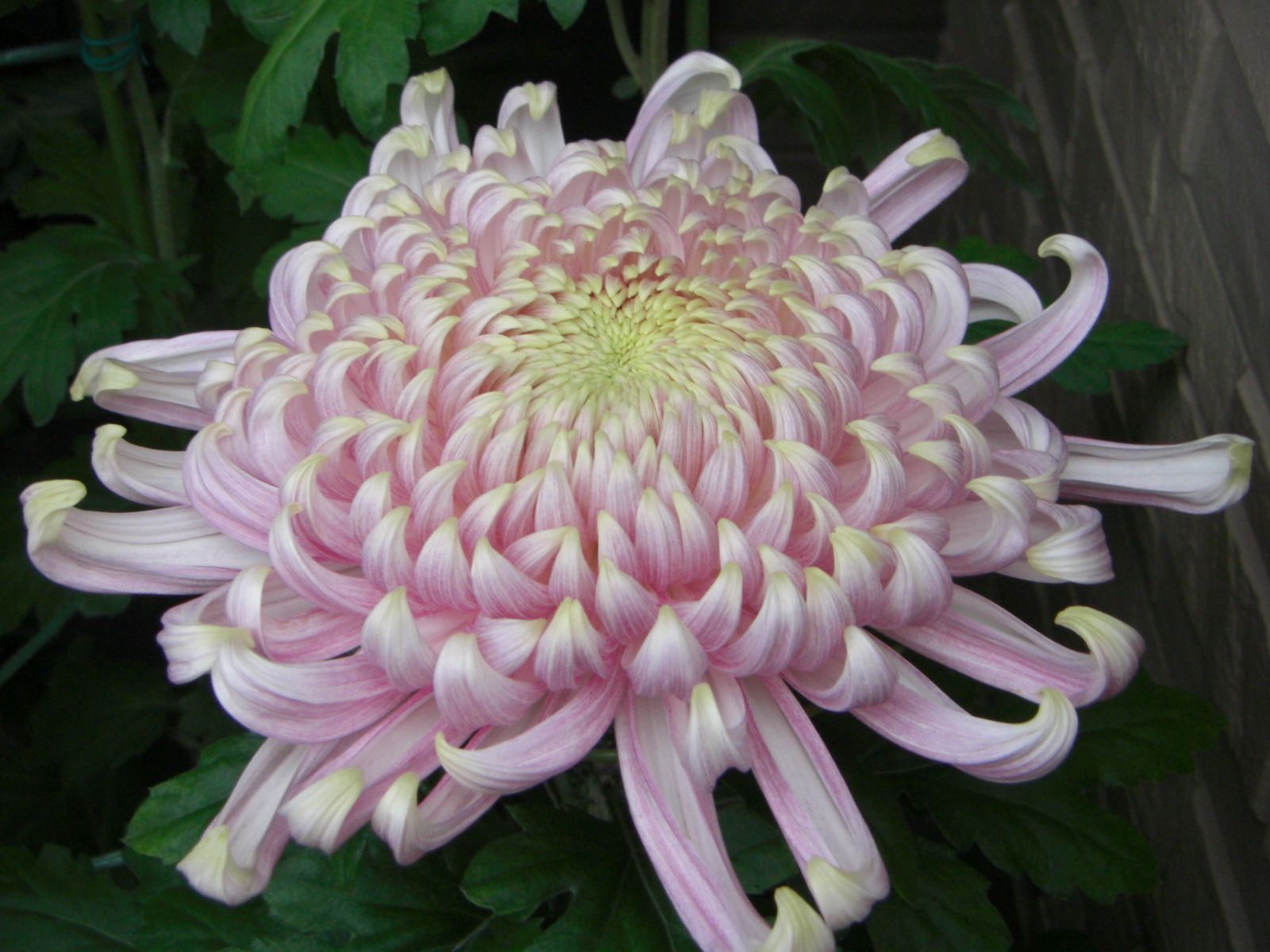 japanese chrysanthemum - Google Search | Chrysanthemums | Pinterest ...