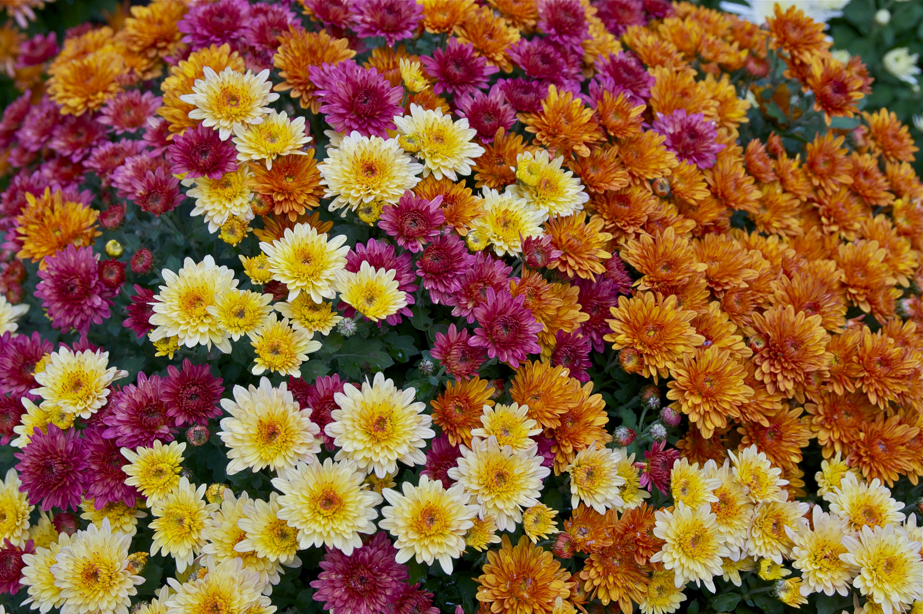 Chrysanthemums photo