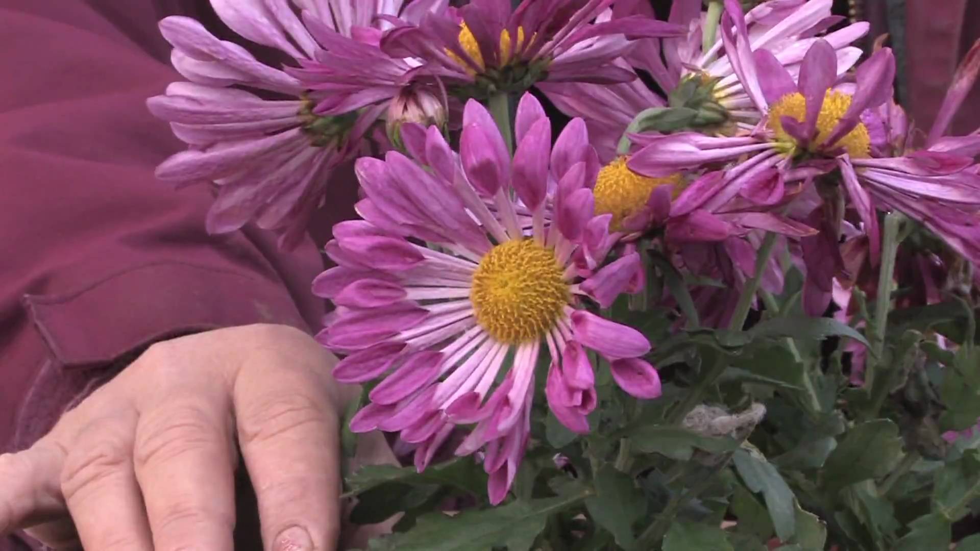 Gardening Tips : How to Grow Annual Chrysanthemum - YouTube