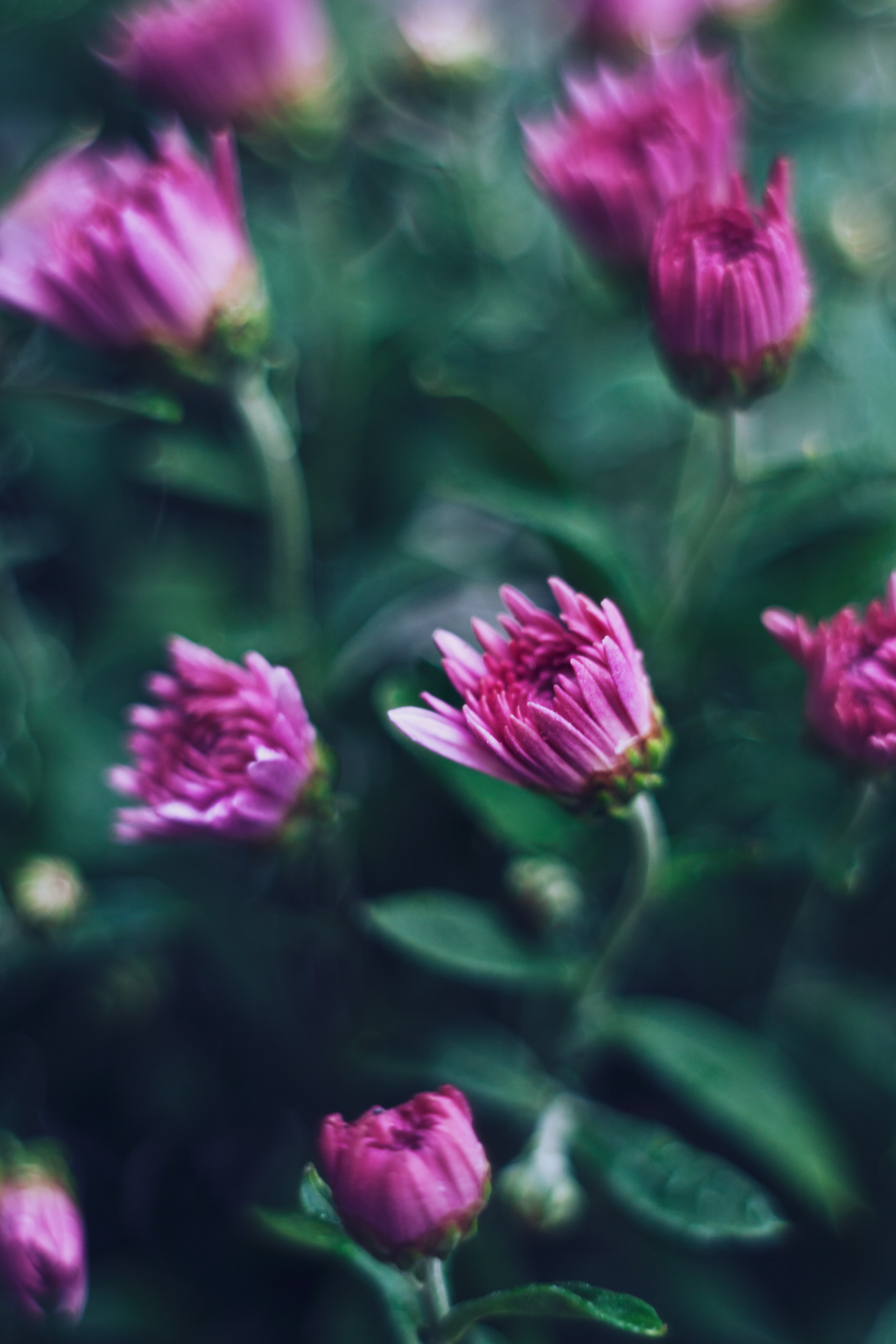 Chrysanthemum photo