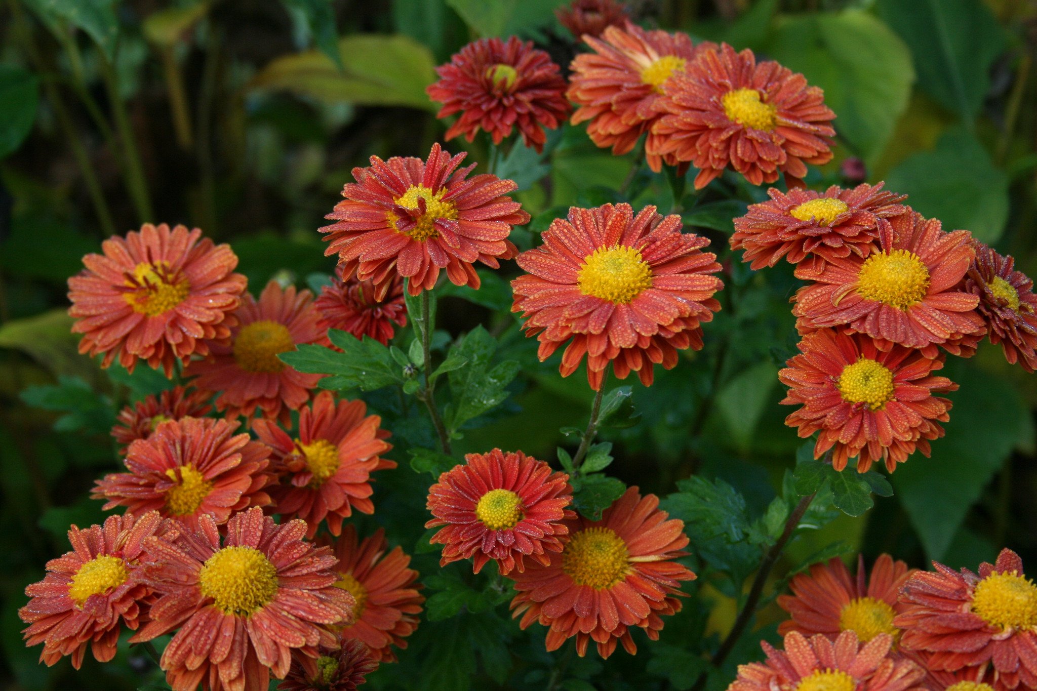Chrysanthemum 'Spartan Linnet' – Ballyrobert Gardens