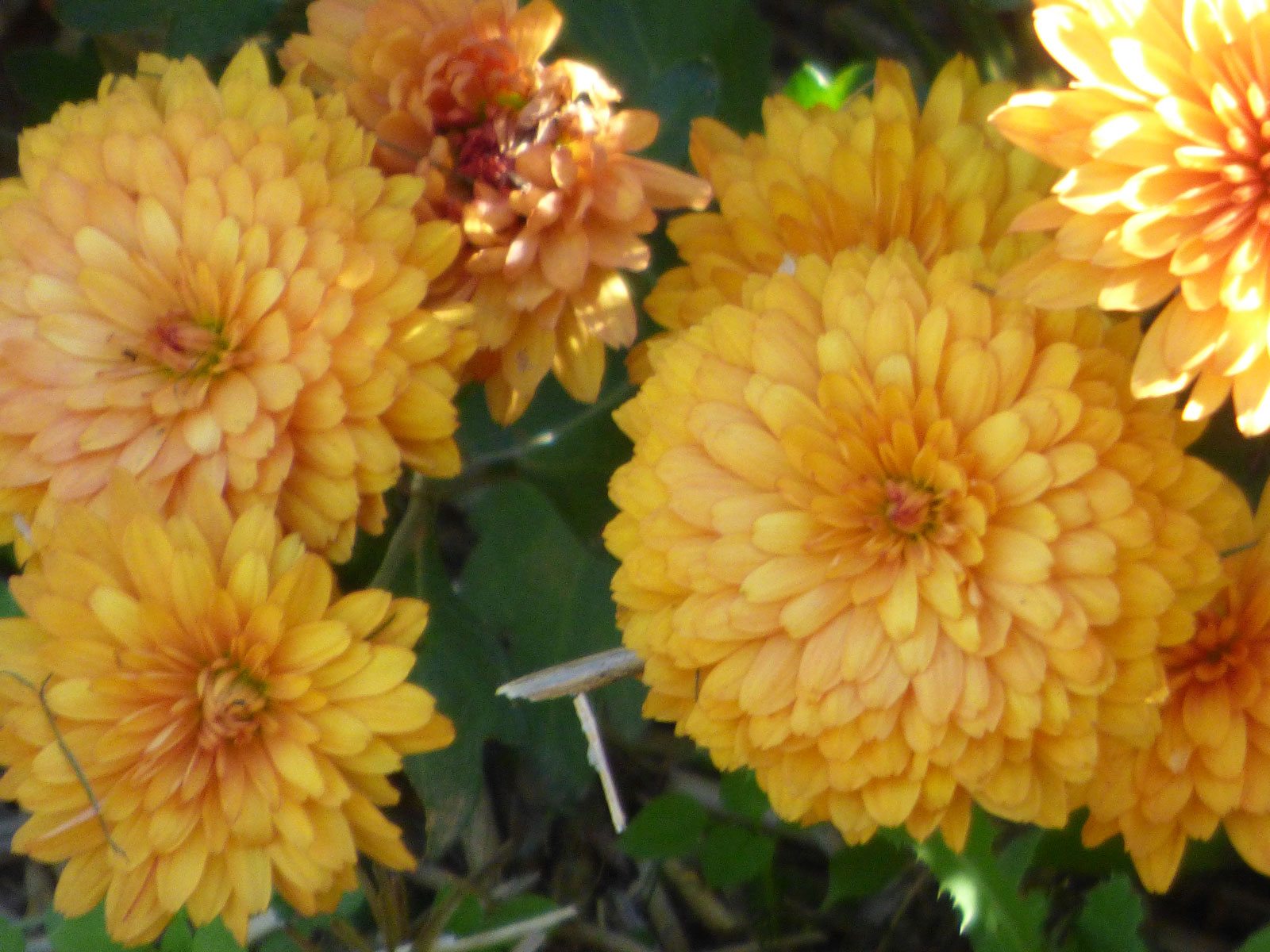 Chrysanthemum Care ? Tips For Growing Mums In The Garden