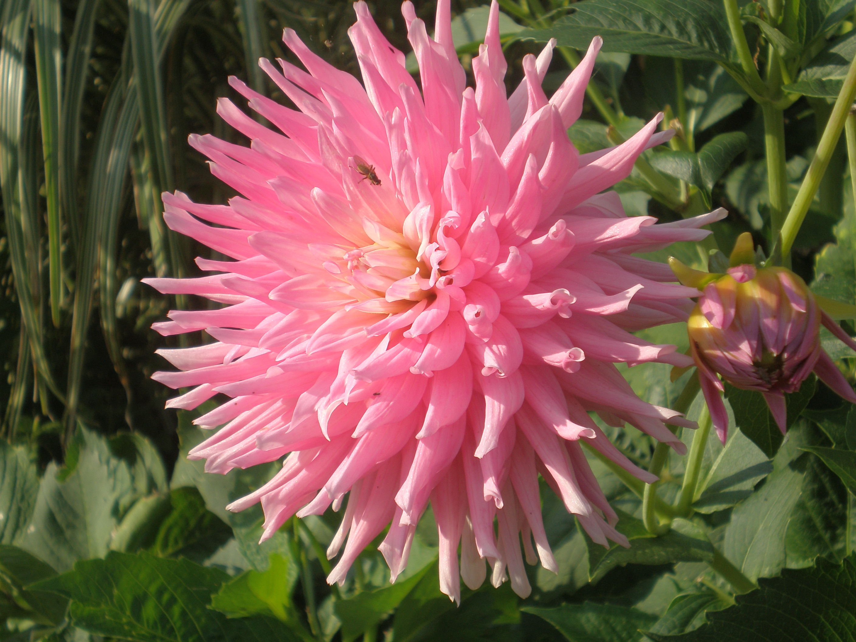 Pink Chrysanthemum II | photo page - everystockphoto