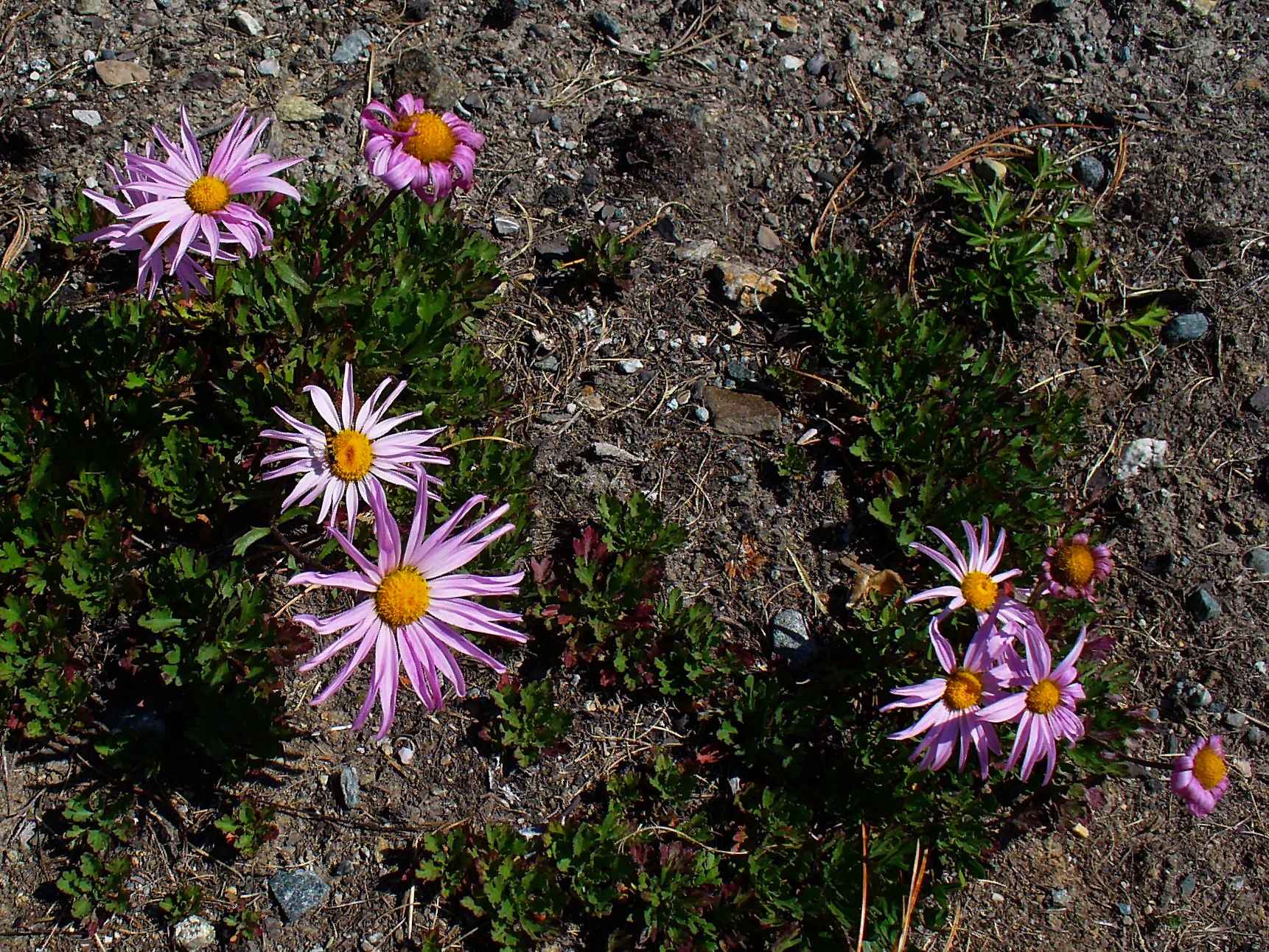 File:Chrysanthemum weyrichii 01.JPG - Wikimedia Commons