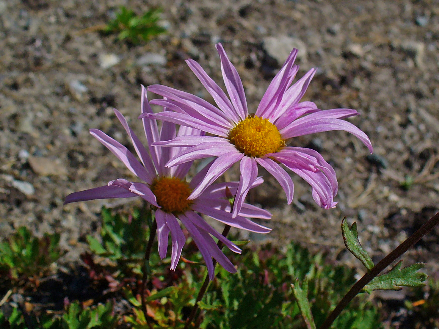 File:Chrysanthemum weyrichii 02.JPG - Wikimedia Commons