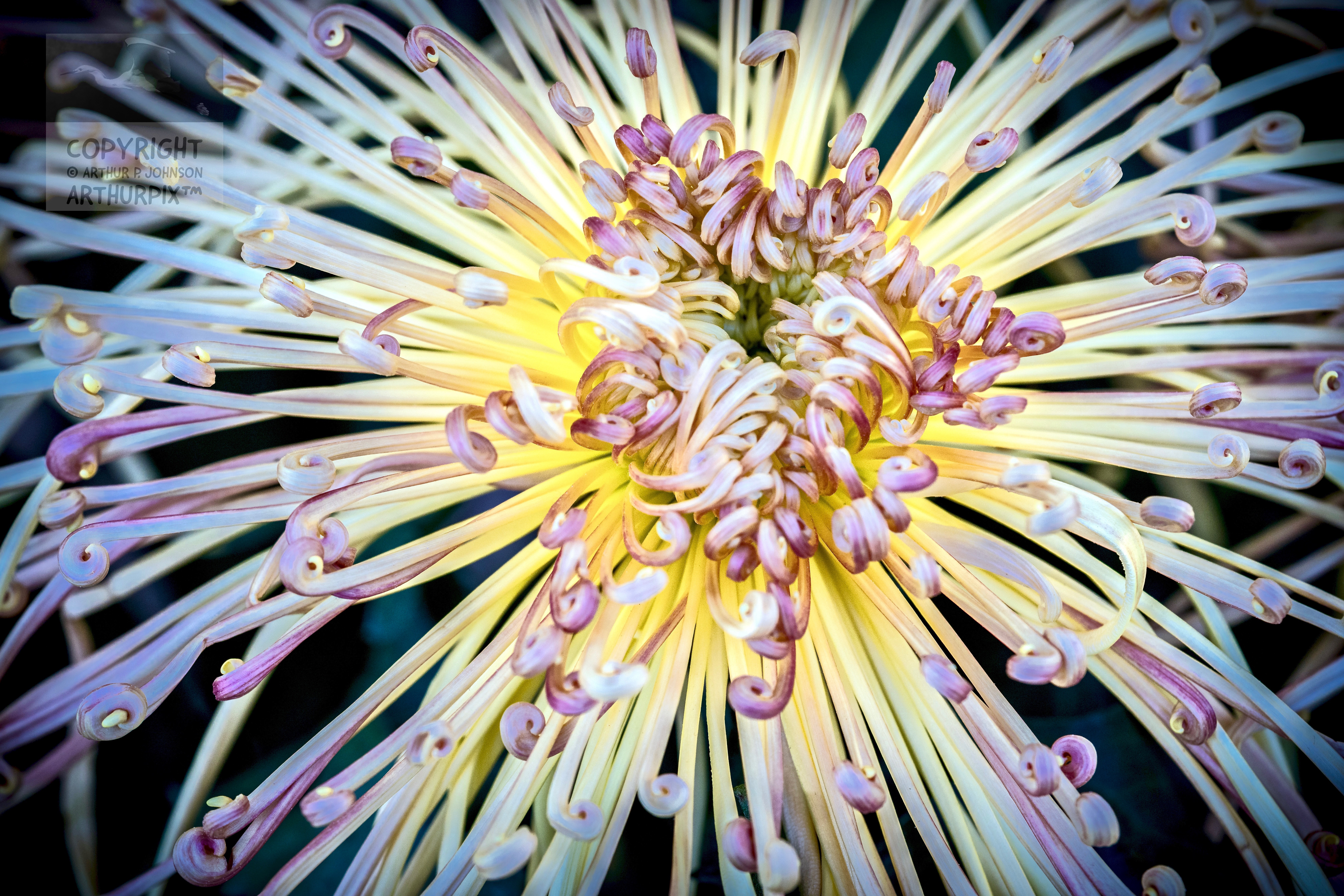 ArthurPixWindows on the WildHeart of Chrysanthemum, Part II