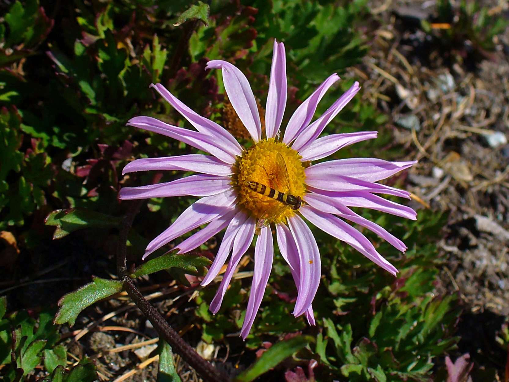 File:Chrysanthemum weyrichii 04.JPG - Wikimedia Commons