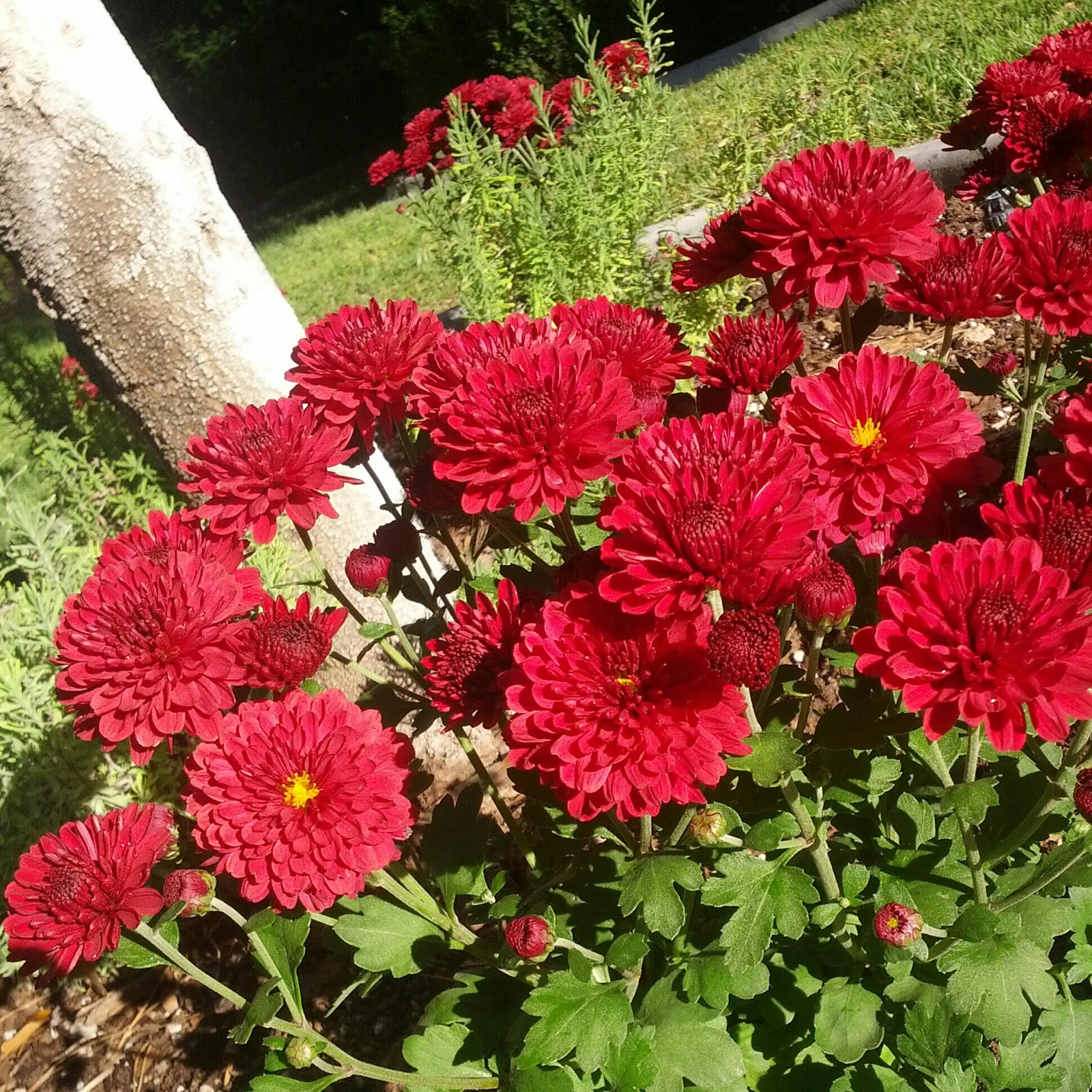 How to Grow Chrysanthemums {Garden} - Wendys Hat