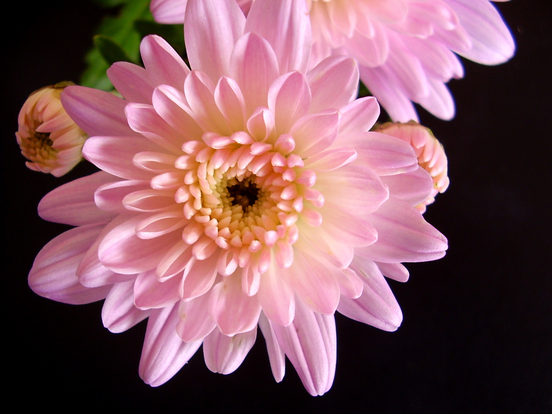 The wonderful variety of Chrysanthemums- Flower PressFlower Press