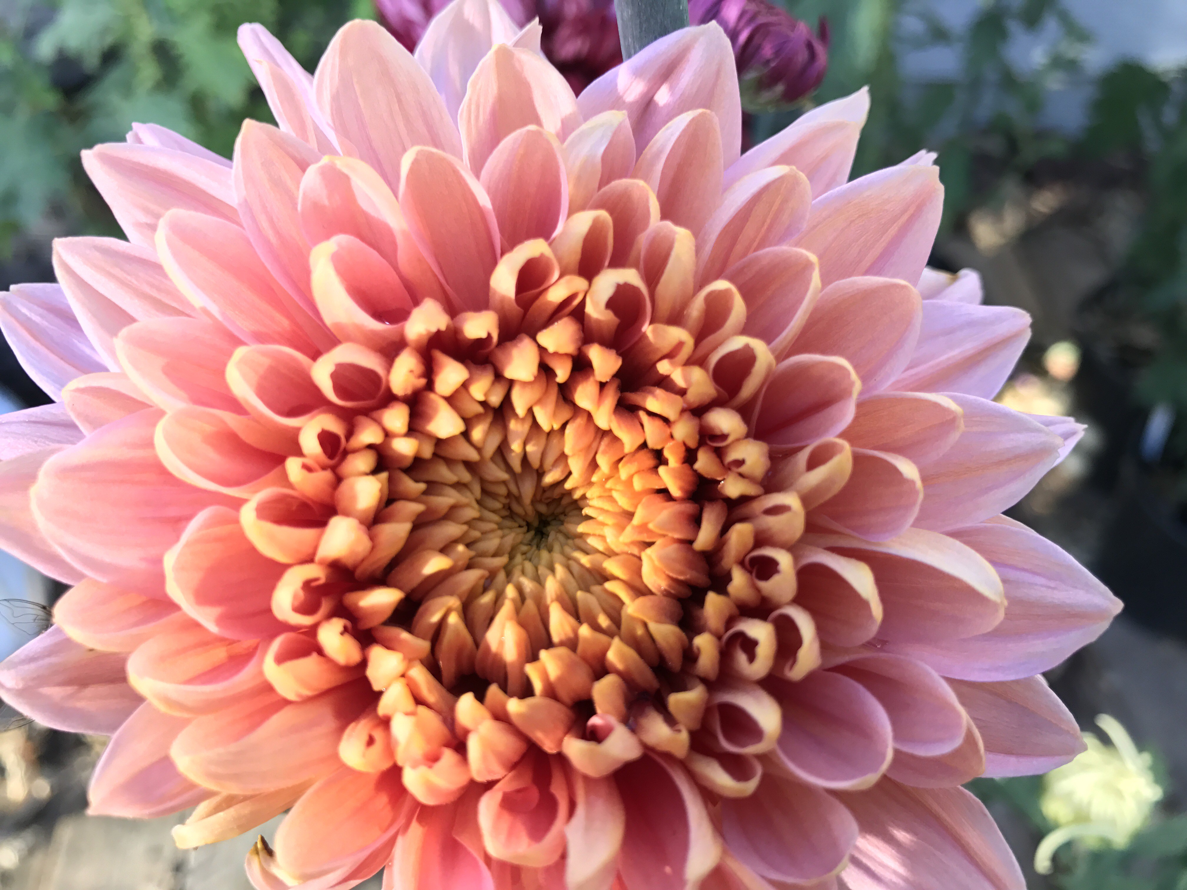 Update: Heirloom Chrysanthemums – The Blooming Farmhouse