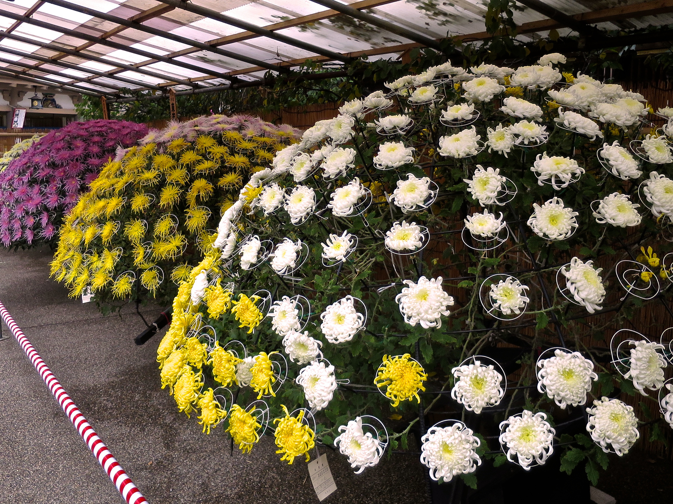 Where To See The Best Chrysanthemums In Tokyo | Jonelle Patrick's ...