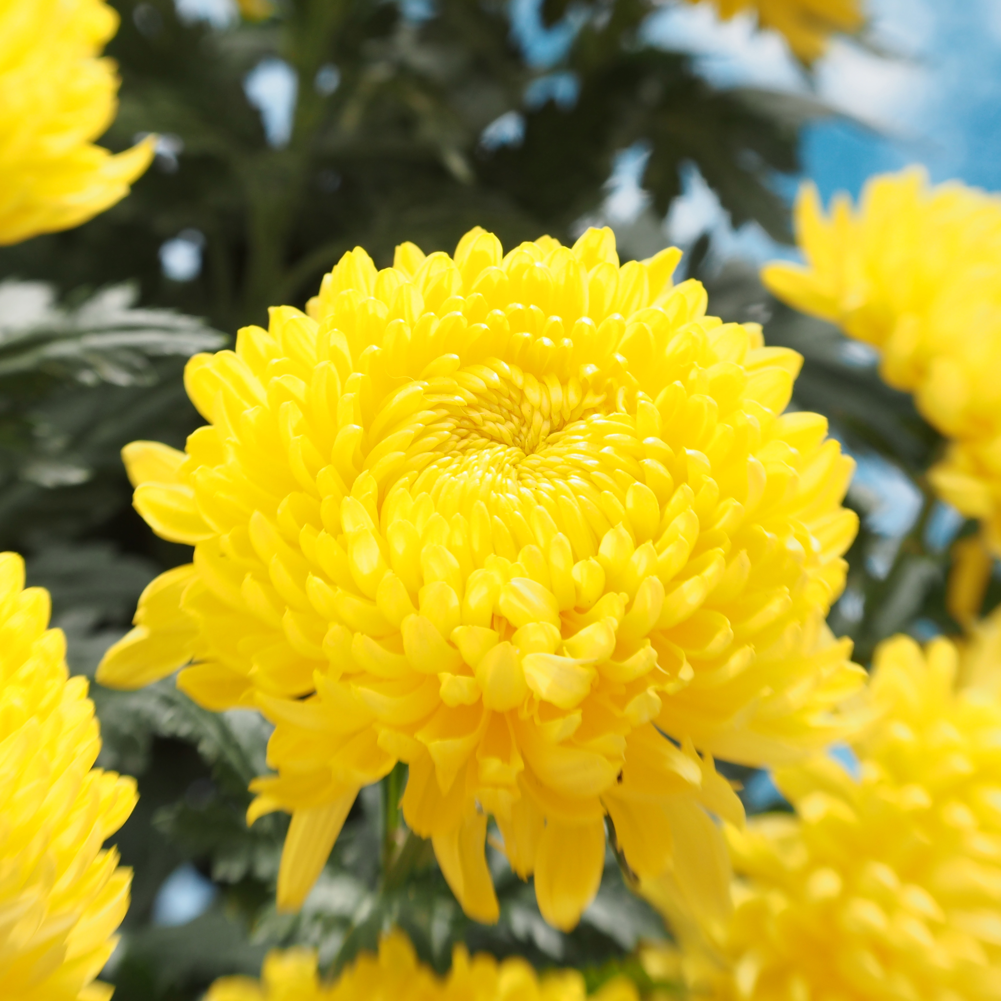 Chrysanthemums flowers for Chinese New Year | Colors of Steve Wong