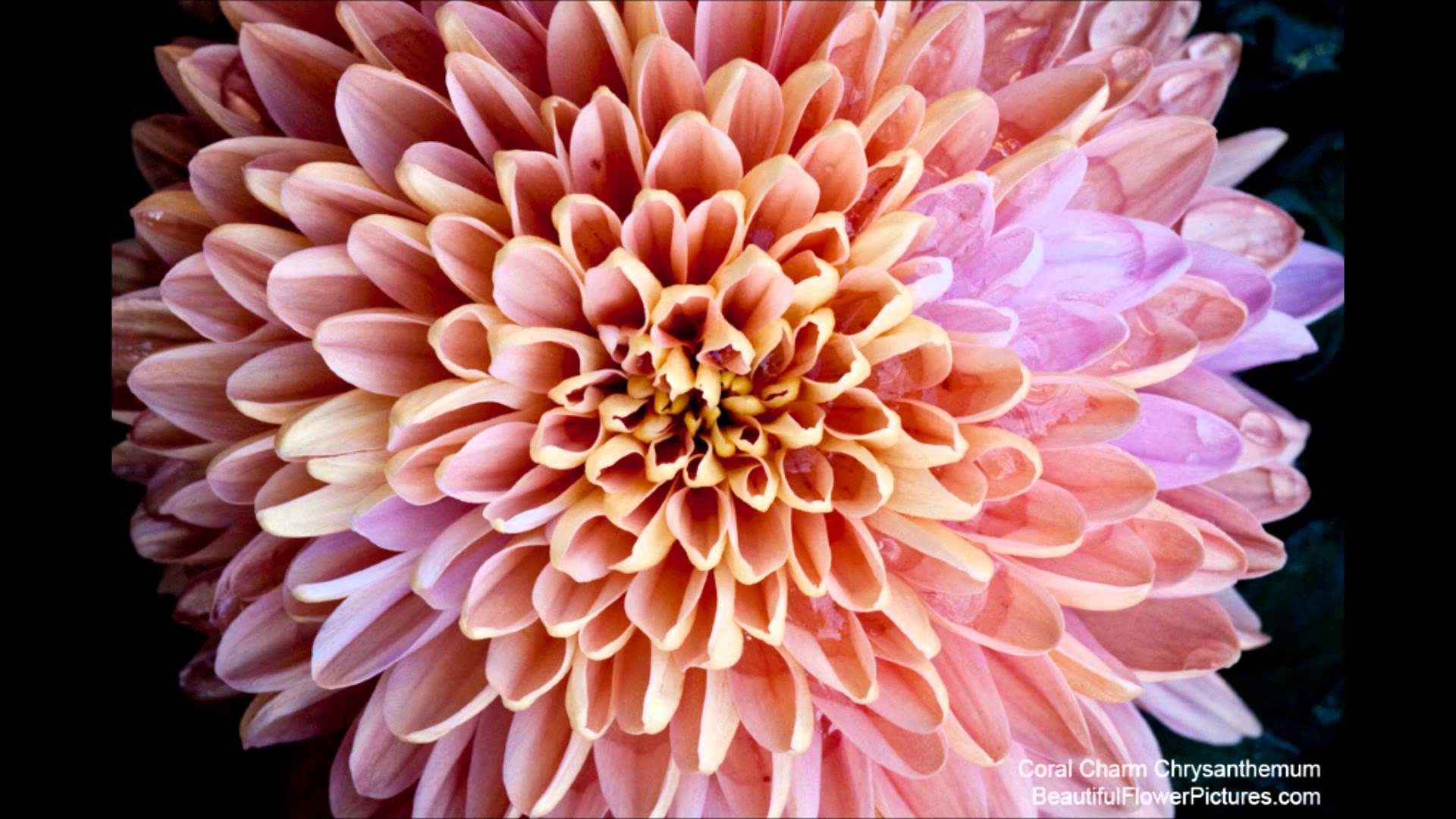 Beautiful Flower Pictures - Chrysanthemum - YouTube