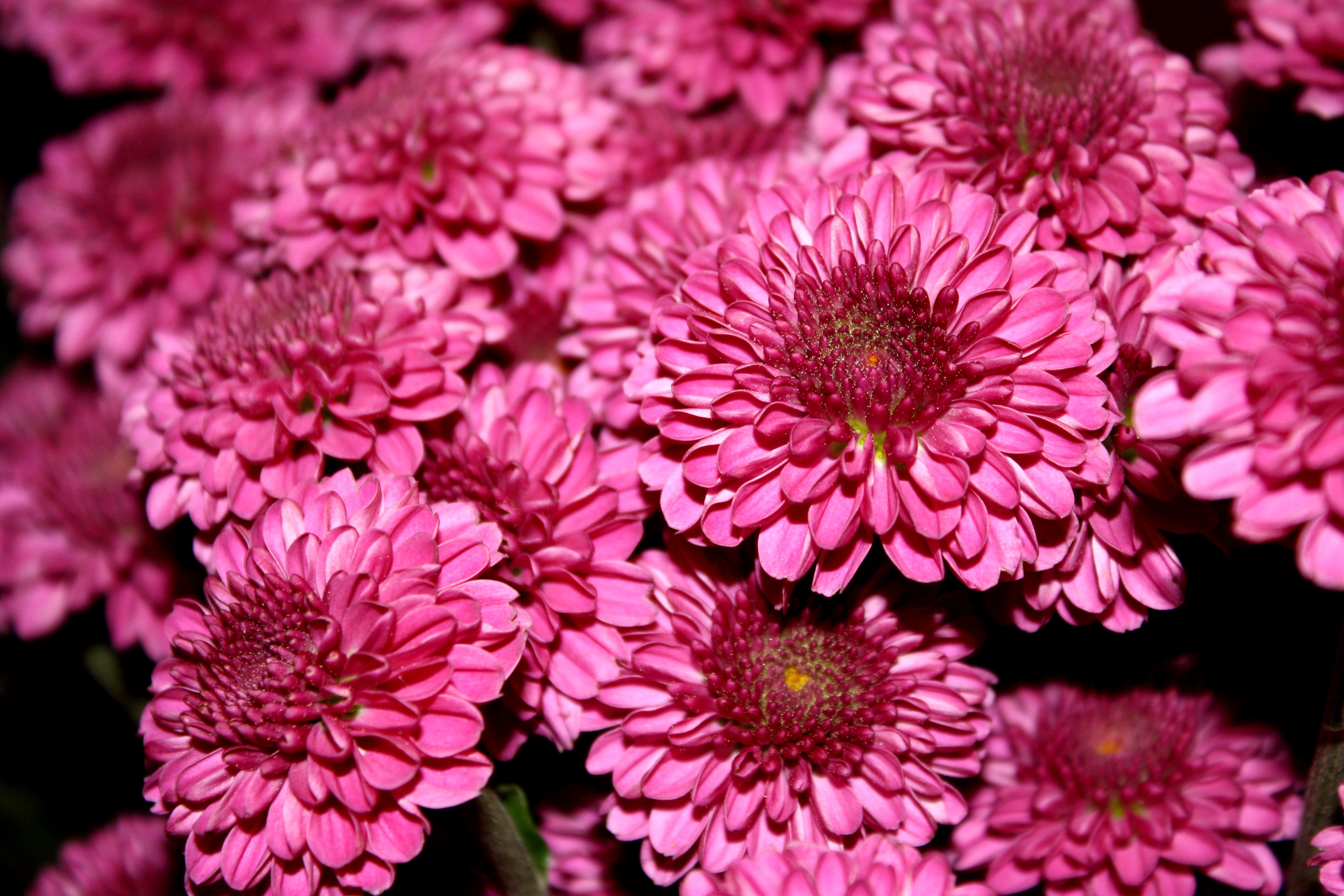 Magenta Hot Pink Chrysanthemums Close Up Picture | Free Photograph ...