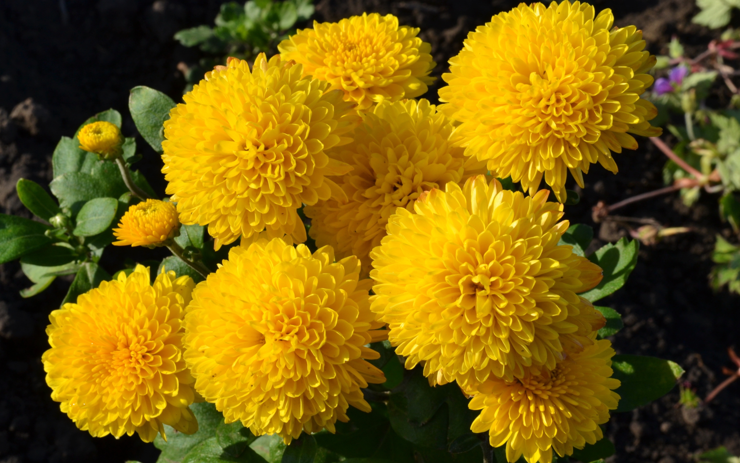 Yellow Chrysanthemums Flowers Wallpapers (pictures, Photos) Download ...