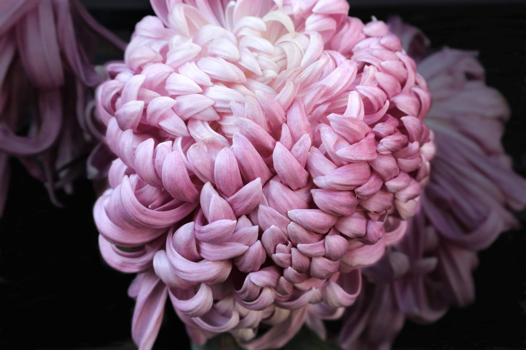 What to Know About Planting and Caring for Chrysanthemums | House Method