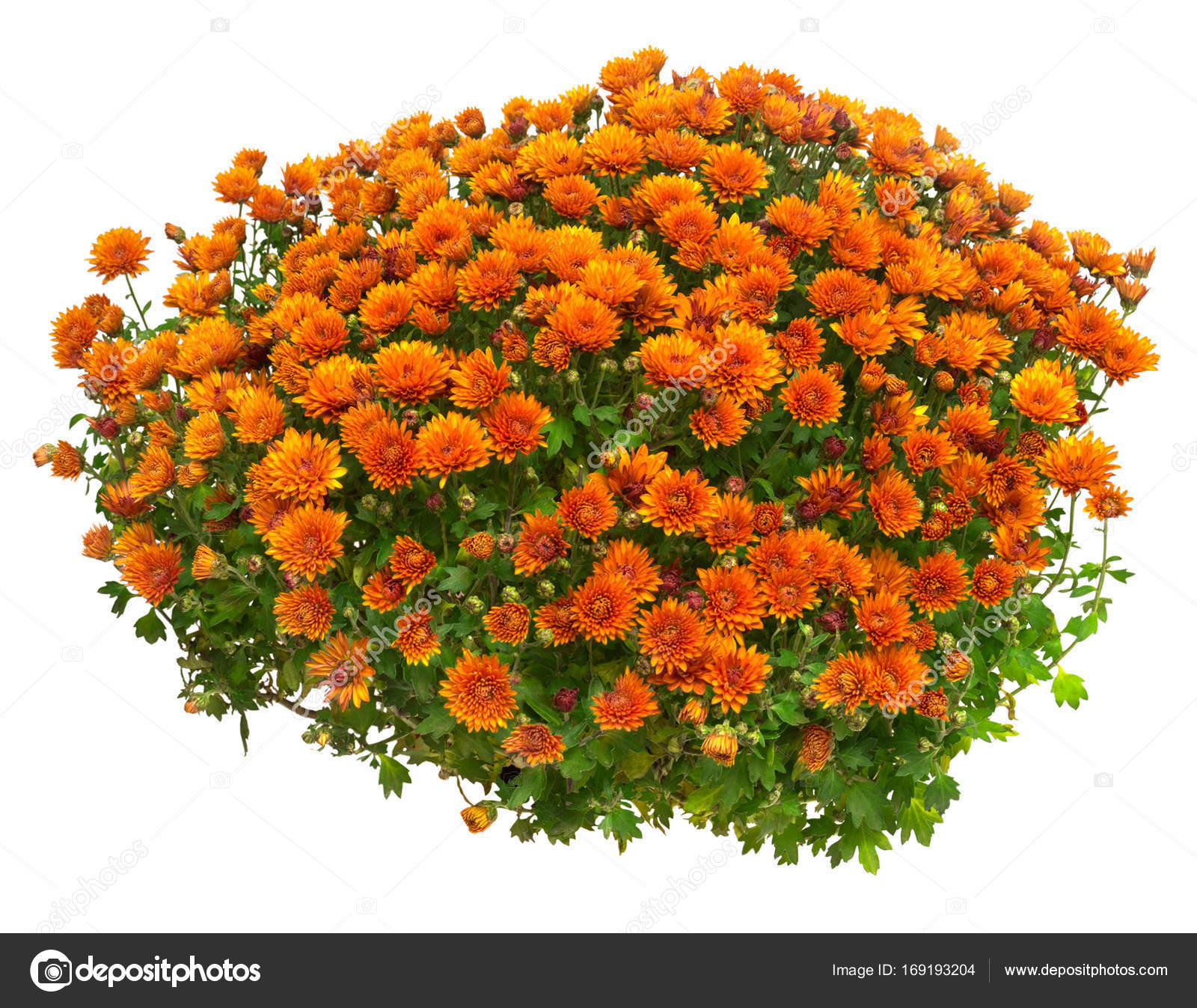 Flowers of chrysanthemums in a pot isolated on white background ...