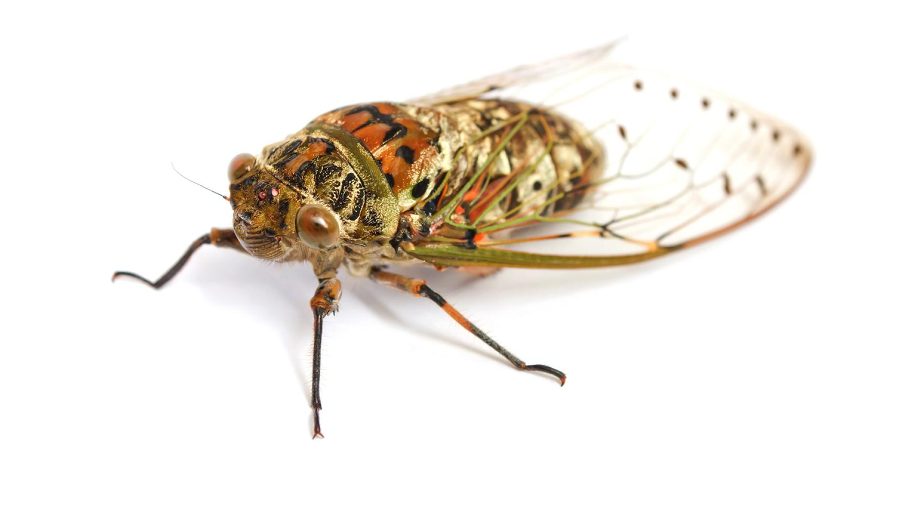 Cicada photo